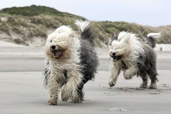 Due cani che corrono sulla spiaggia