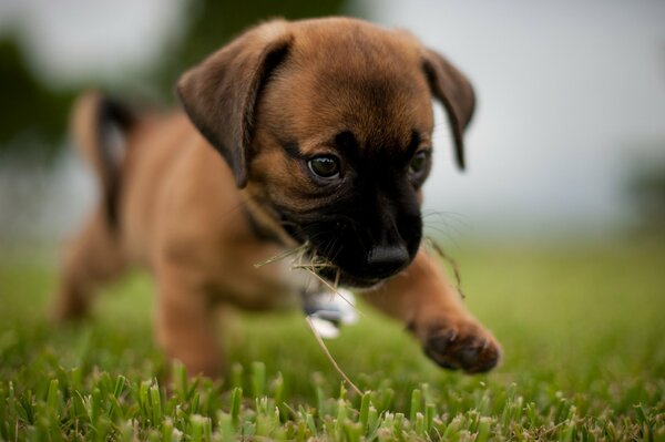 Chiot qui court sur l herbe lors d une promenade