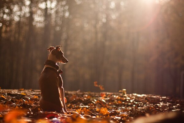 Langer Hund sitzt im Herbstwald