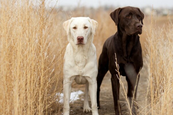 Two dogs are standing in a field