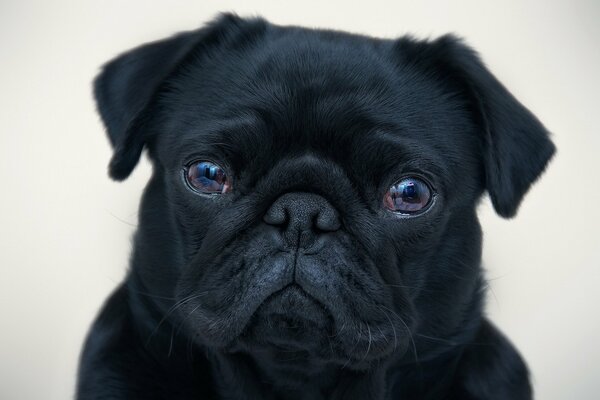 Il cane nero guarda dritto