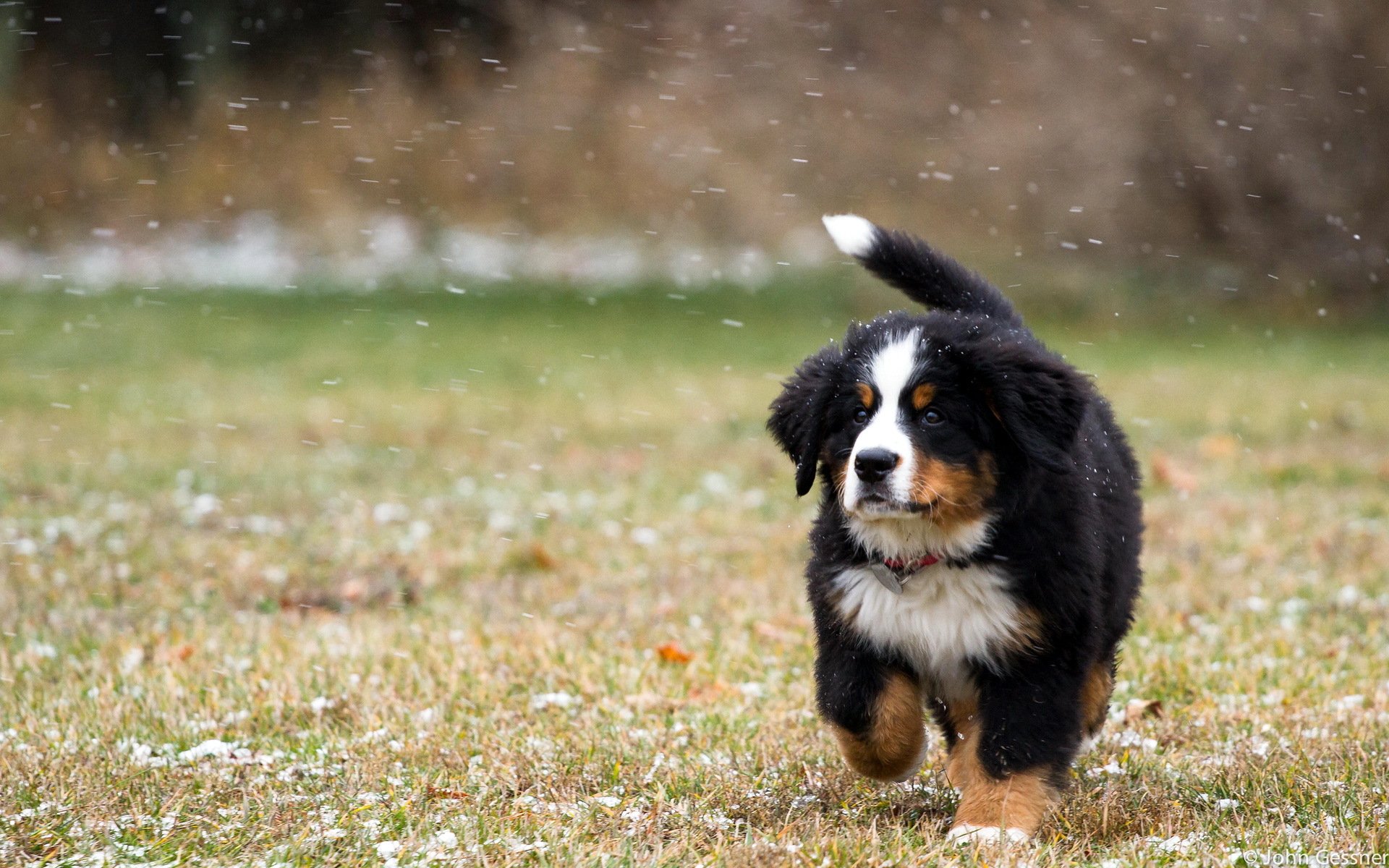 dog the field snow