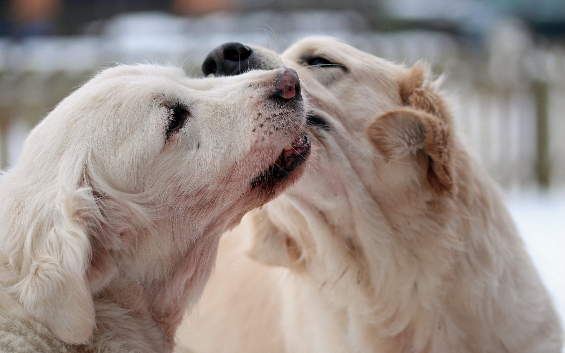 cani macro sfondo