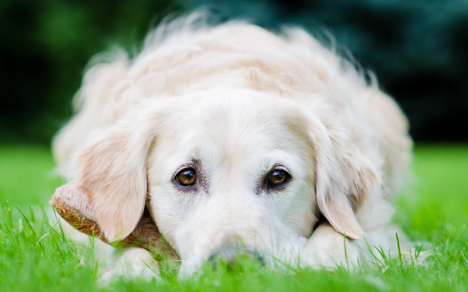 dog the field background