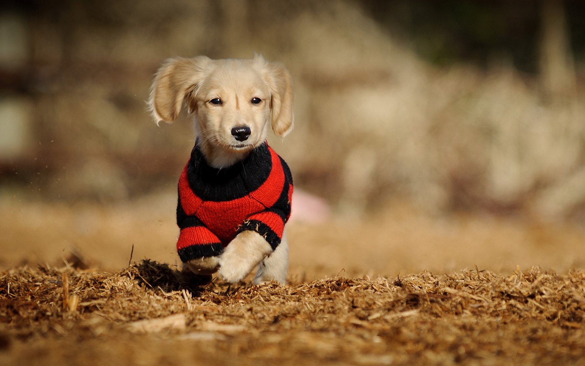 cane passeggiata sfondo