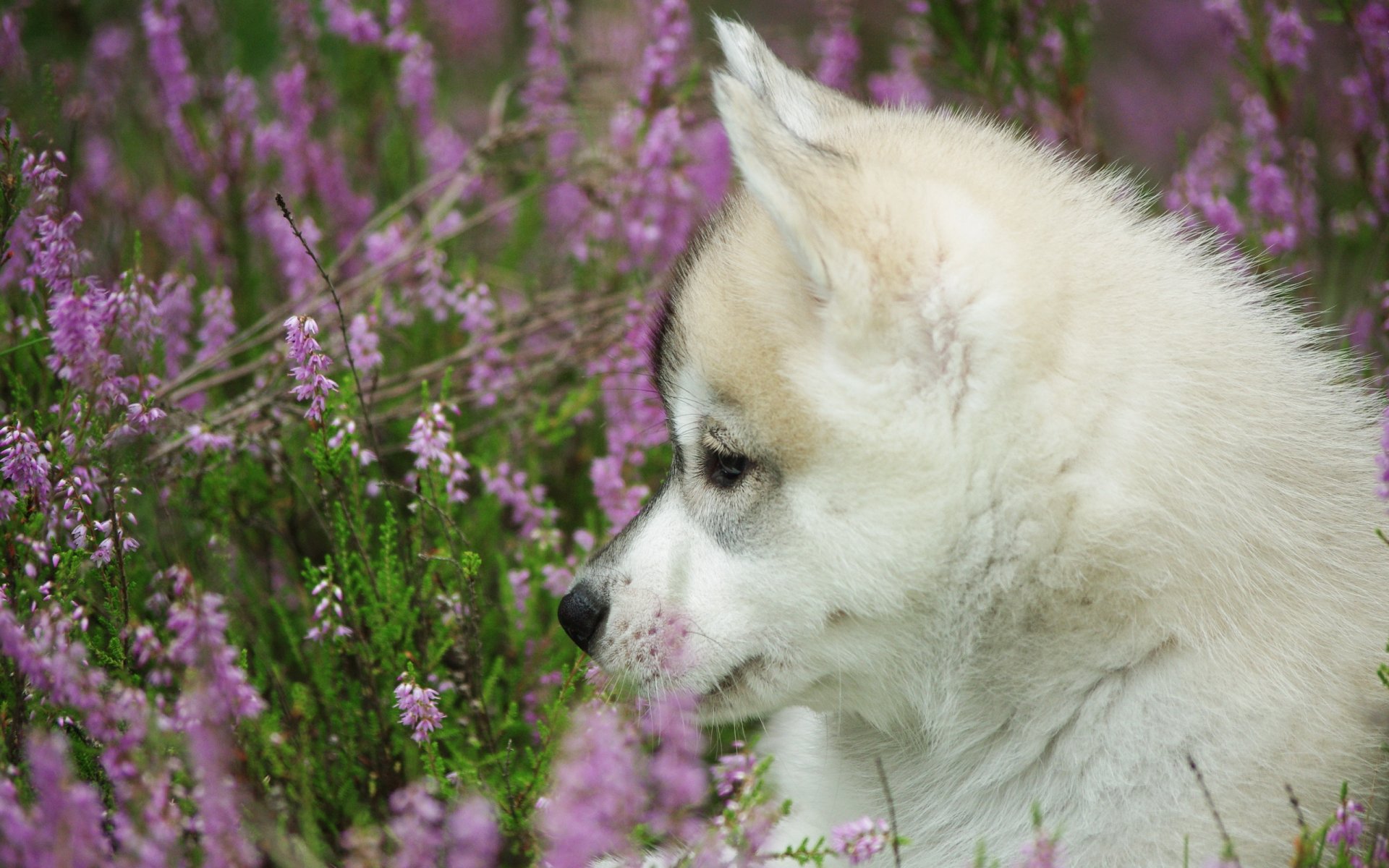 perro cachorro fondo