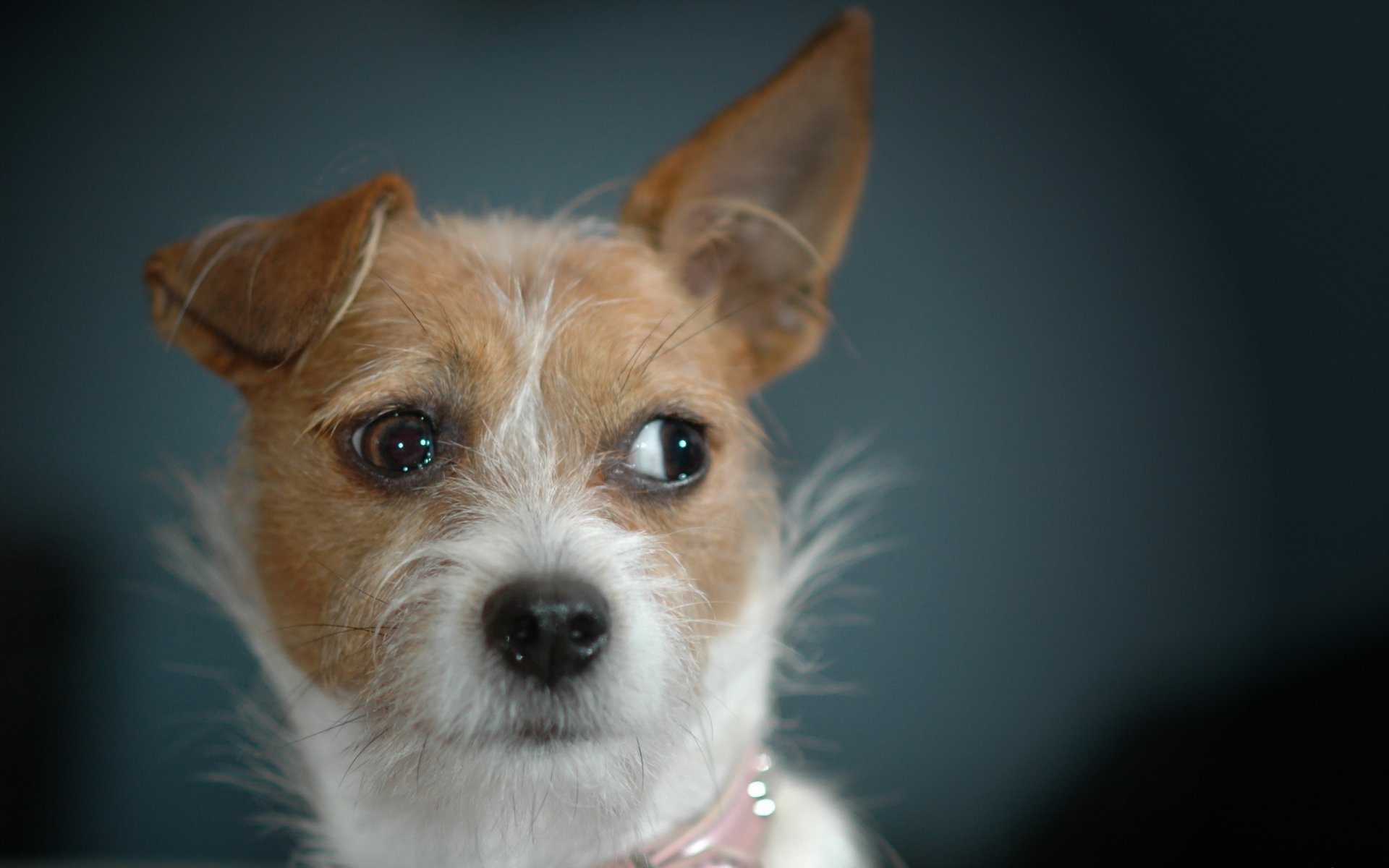 chien chien beau