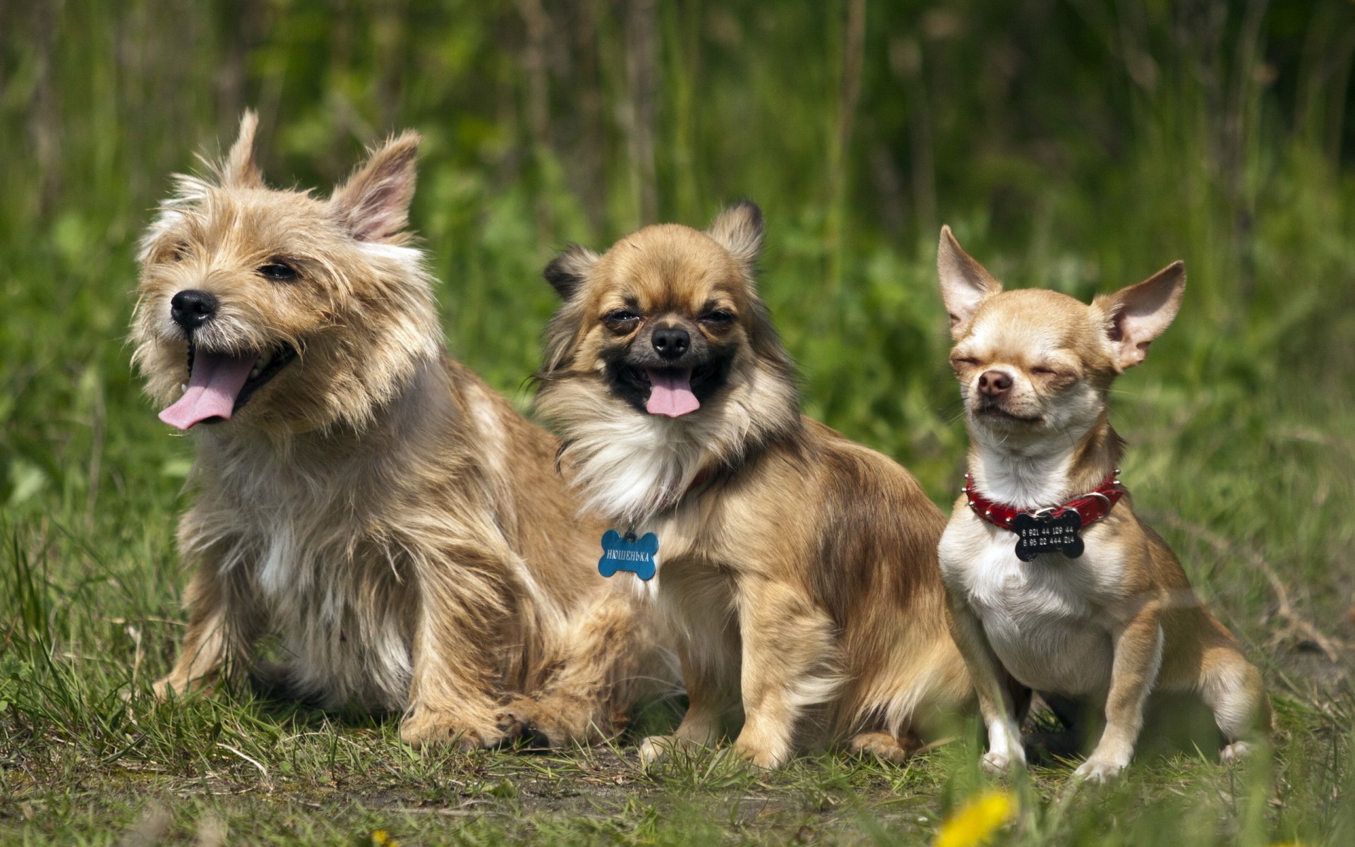 perros amigos naturaleza