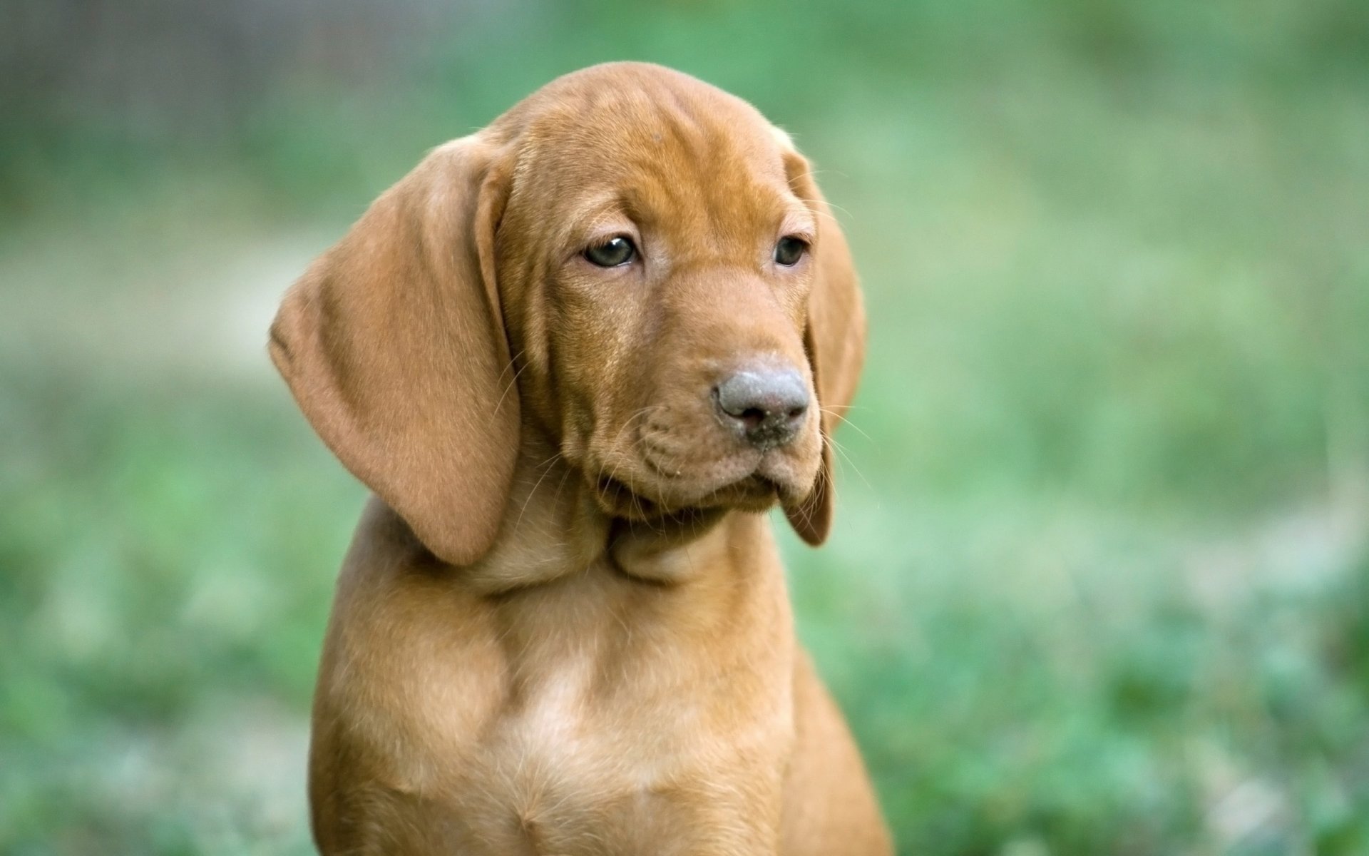 perro cachorro húngaro sobrevivió