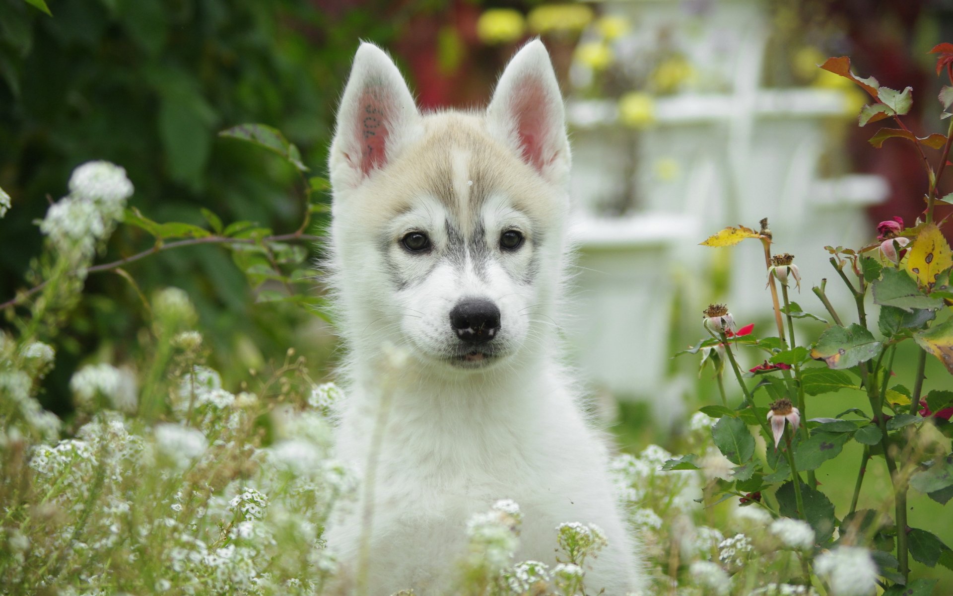 perro cachorro flores