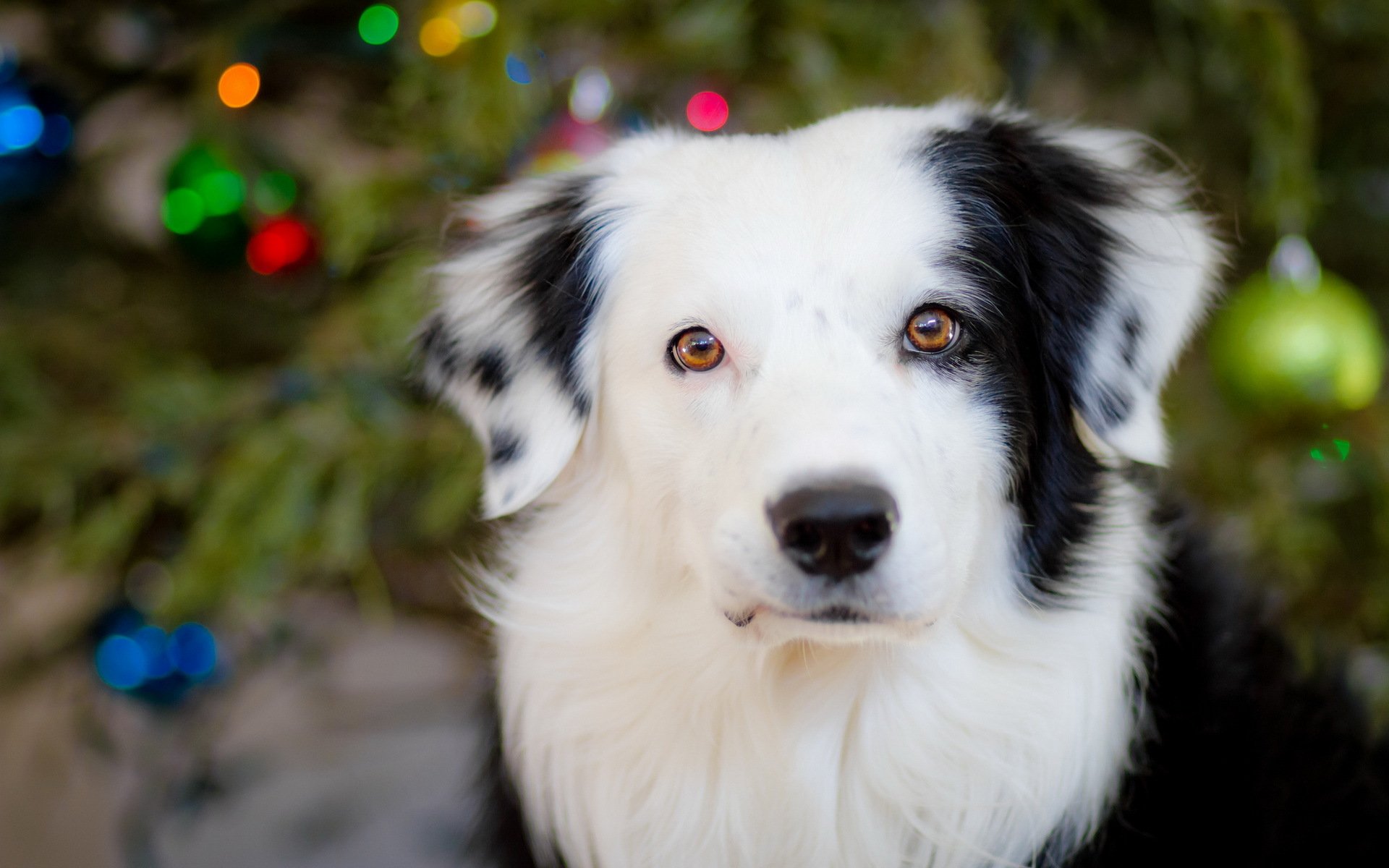 hund blick freund