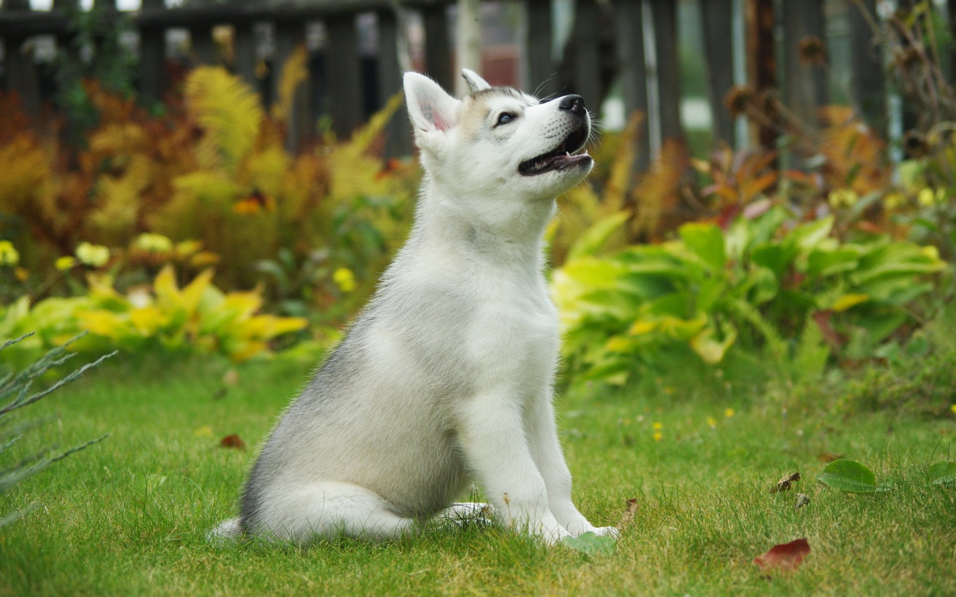 cane cucciolo sfondo husky siberiano
