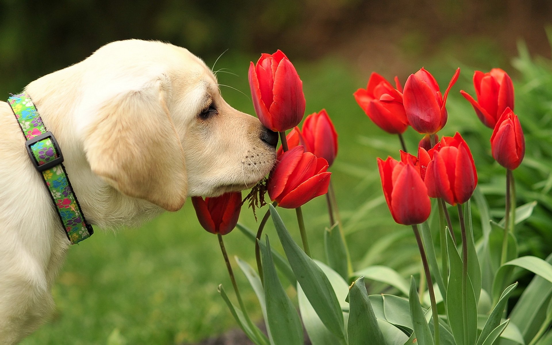 perro flores naturaleza