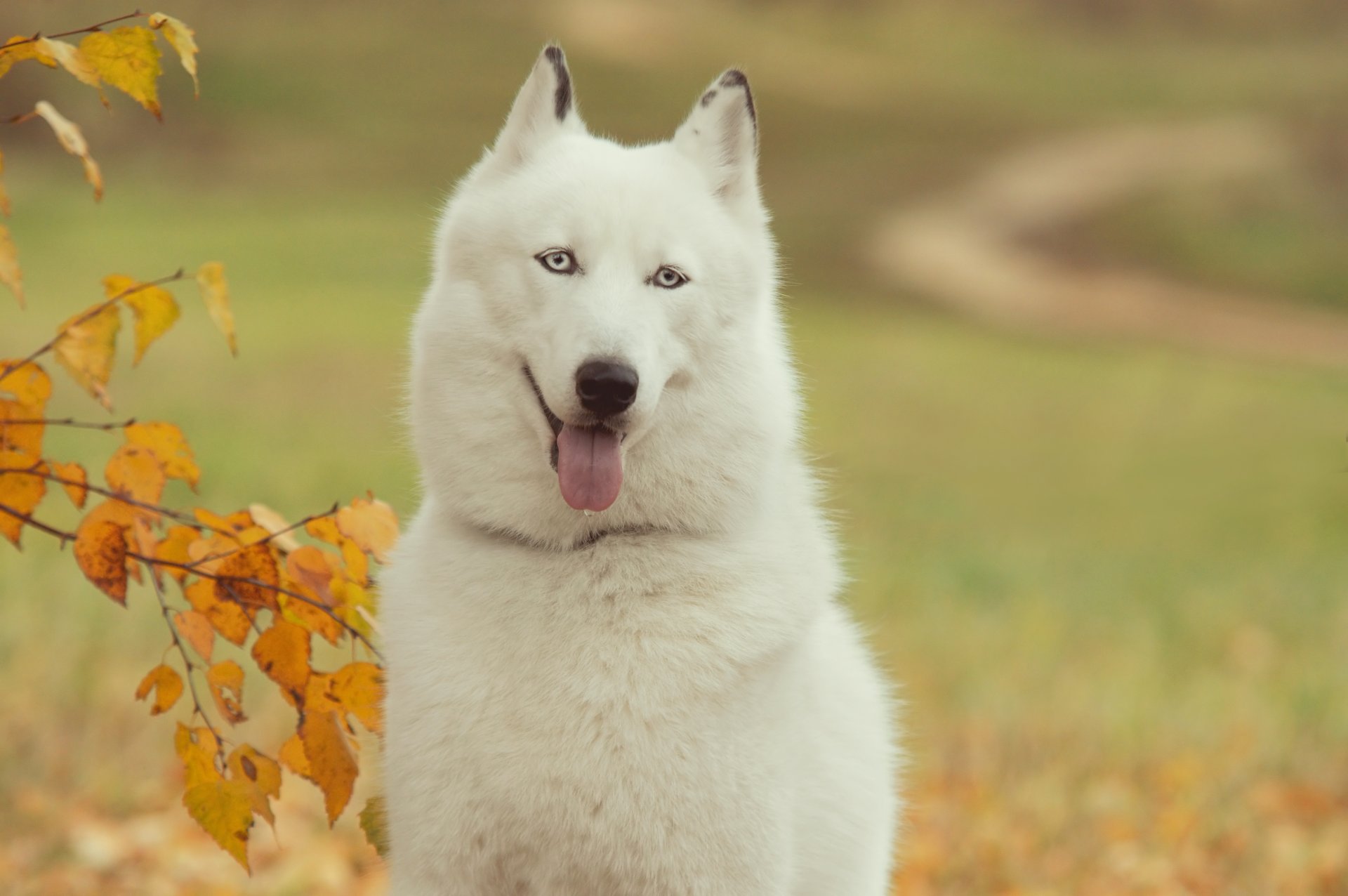 siberian husky tim hund freund menschliche sprache hintergrundbilder