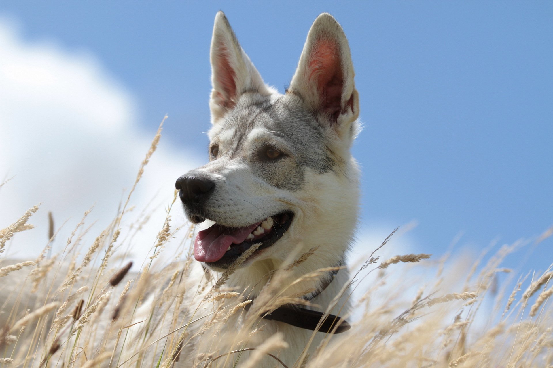 perro verano cielo hierba fondo