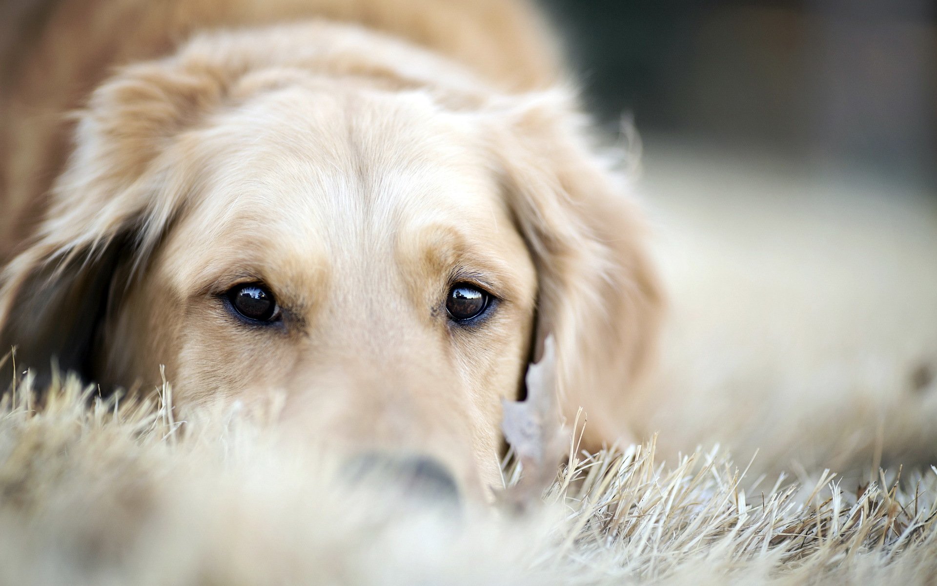dog other retriever