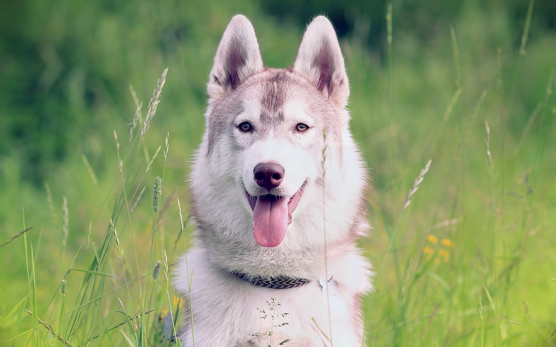 dog siberian husky background