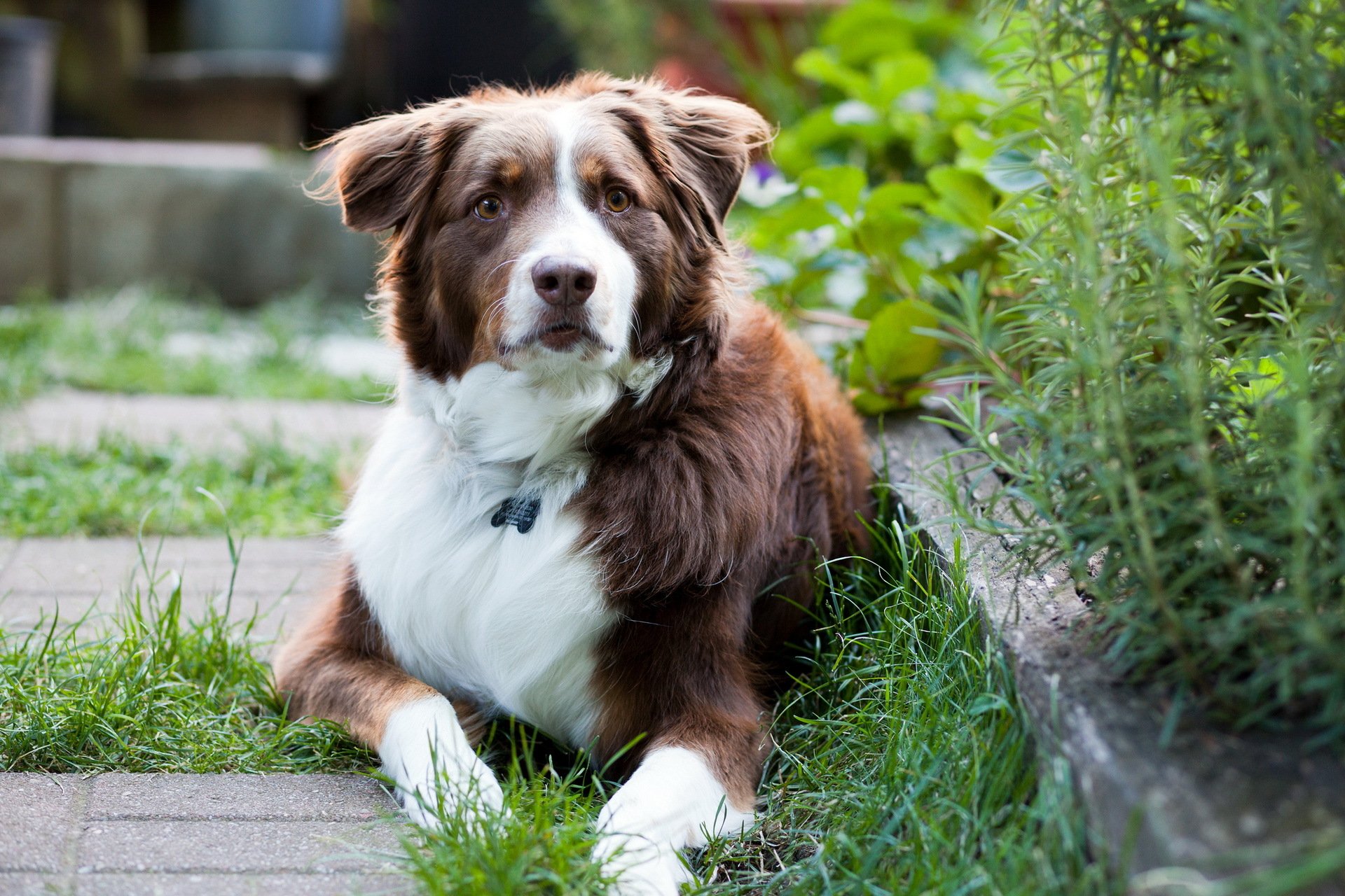 hund blick freund