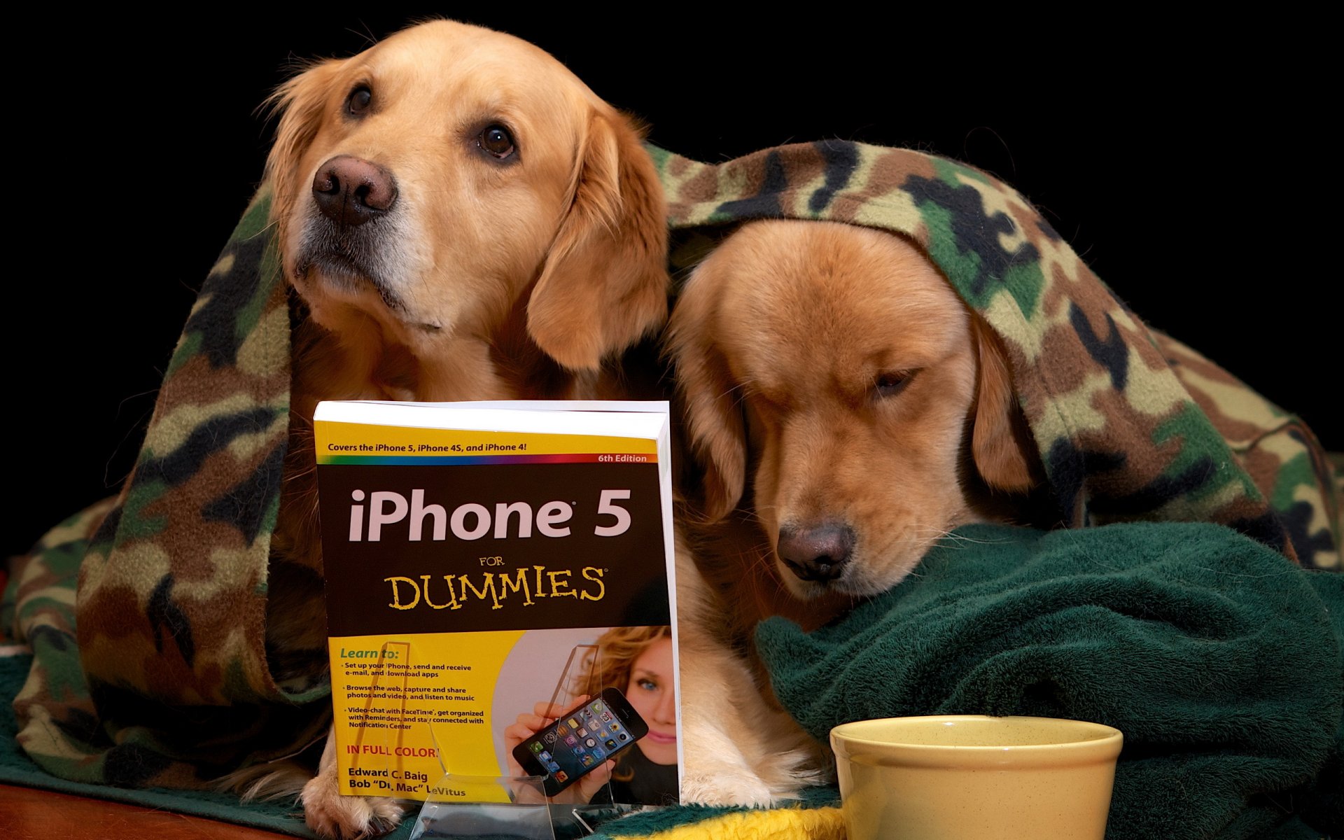 chiens livre leçon