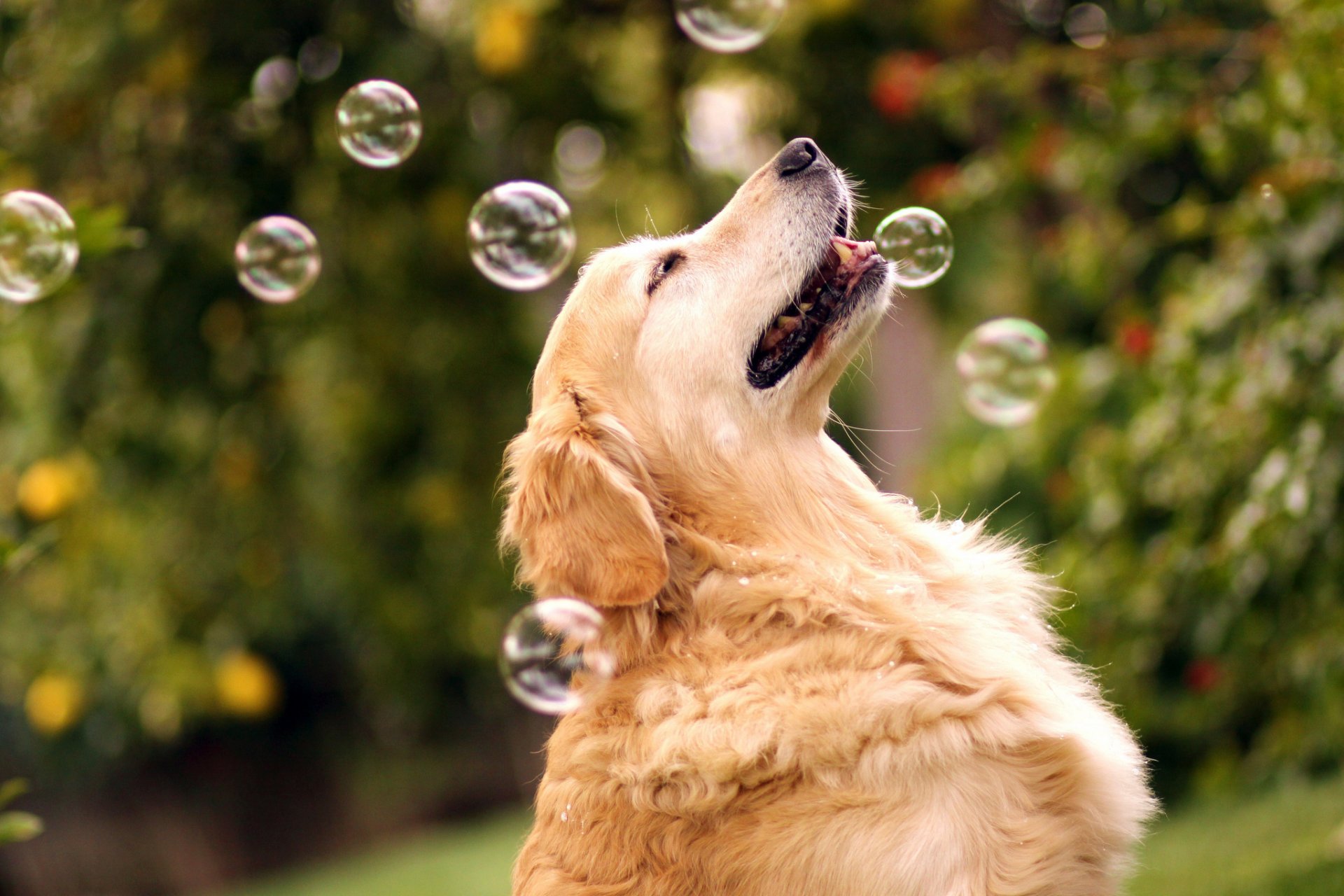 pies retriever mr.champ bąbelki bokeh przez champ & candice