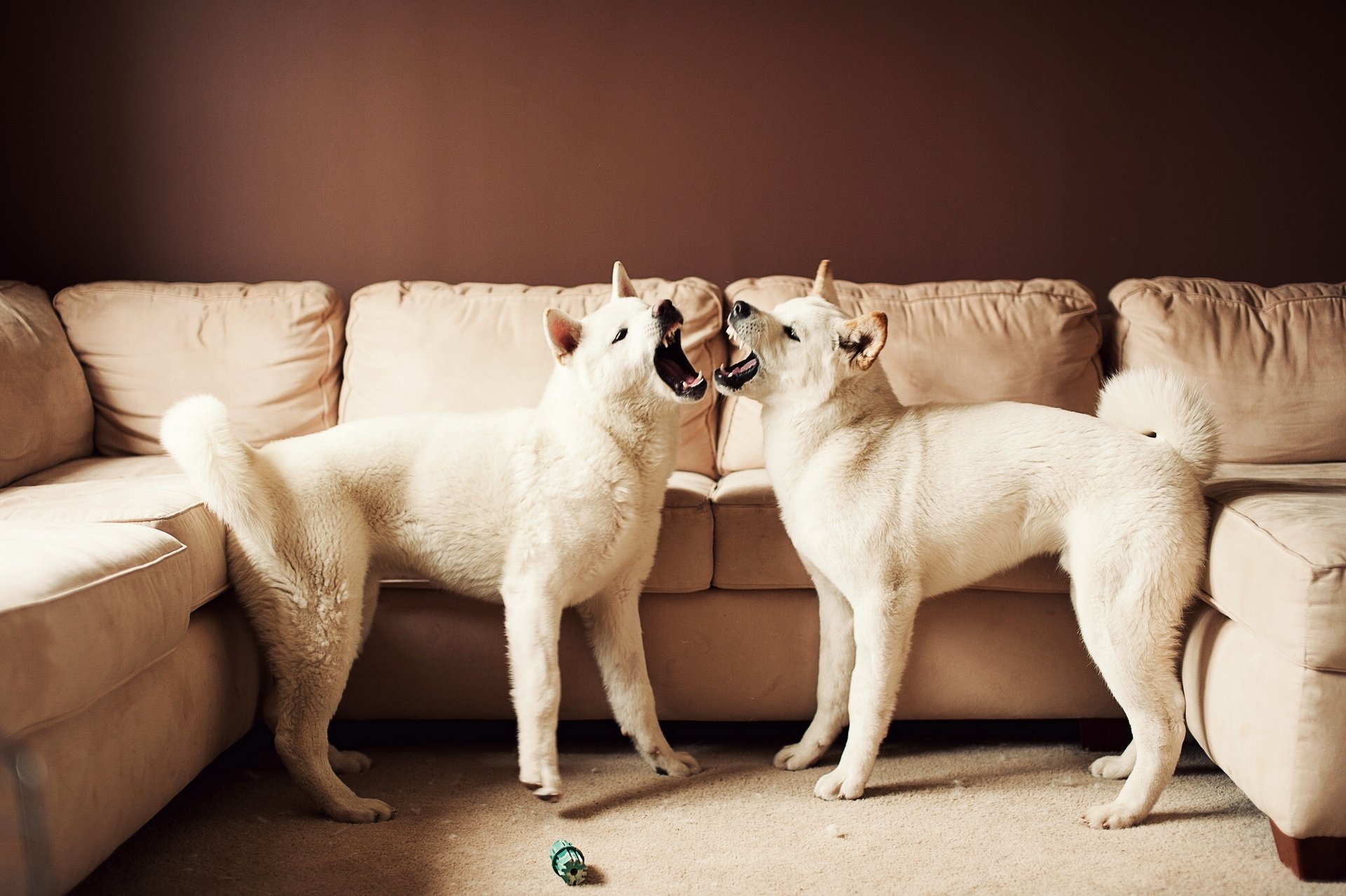 akita americano grande cane giapponese divano