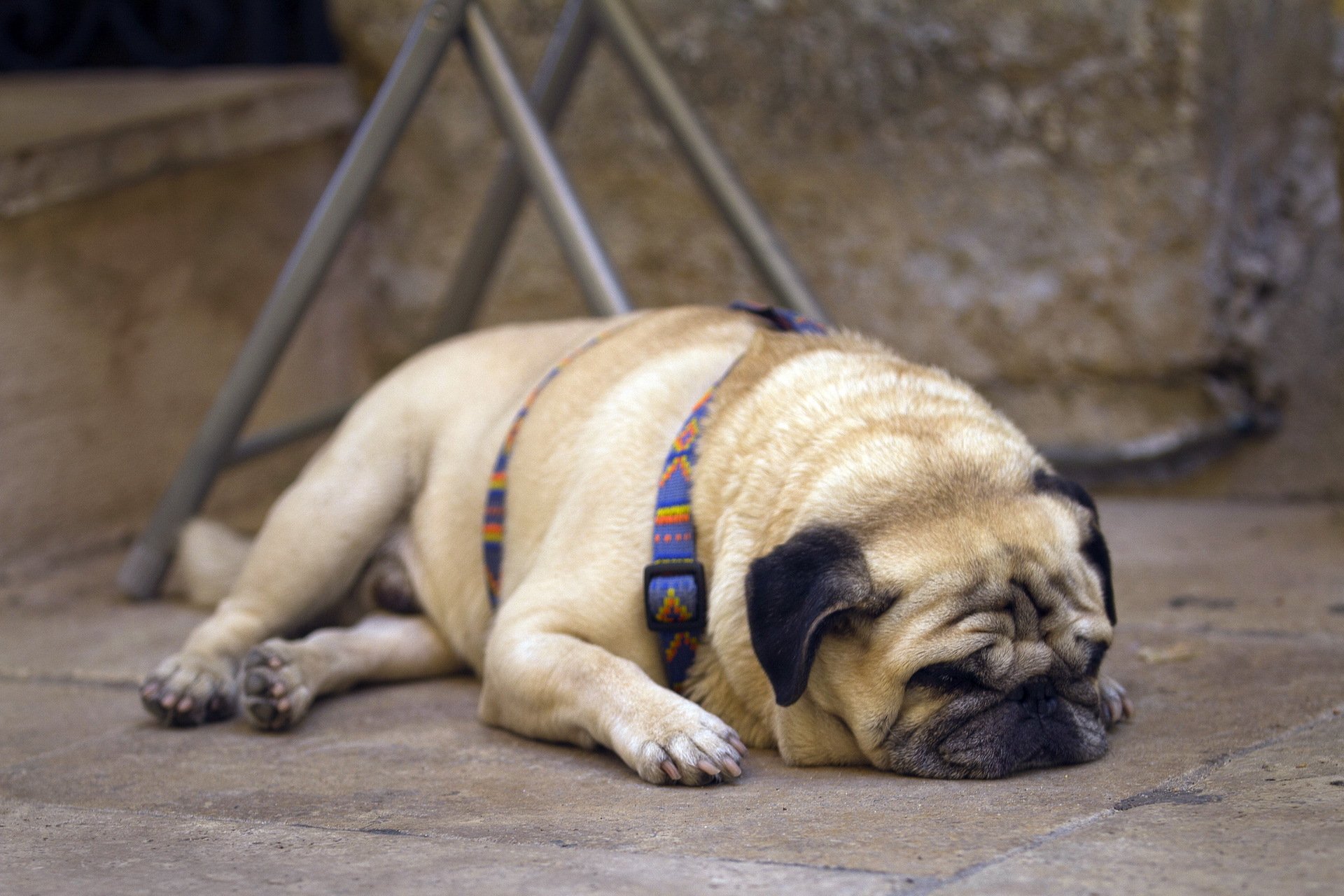 hund straße mops