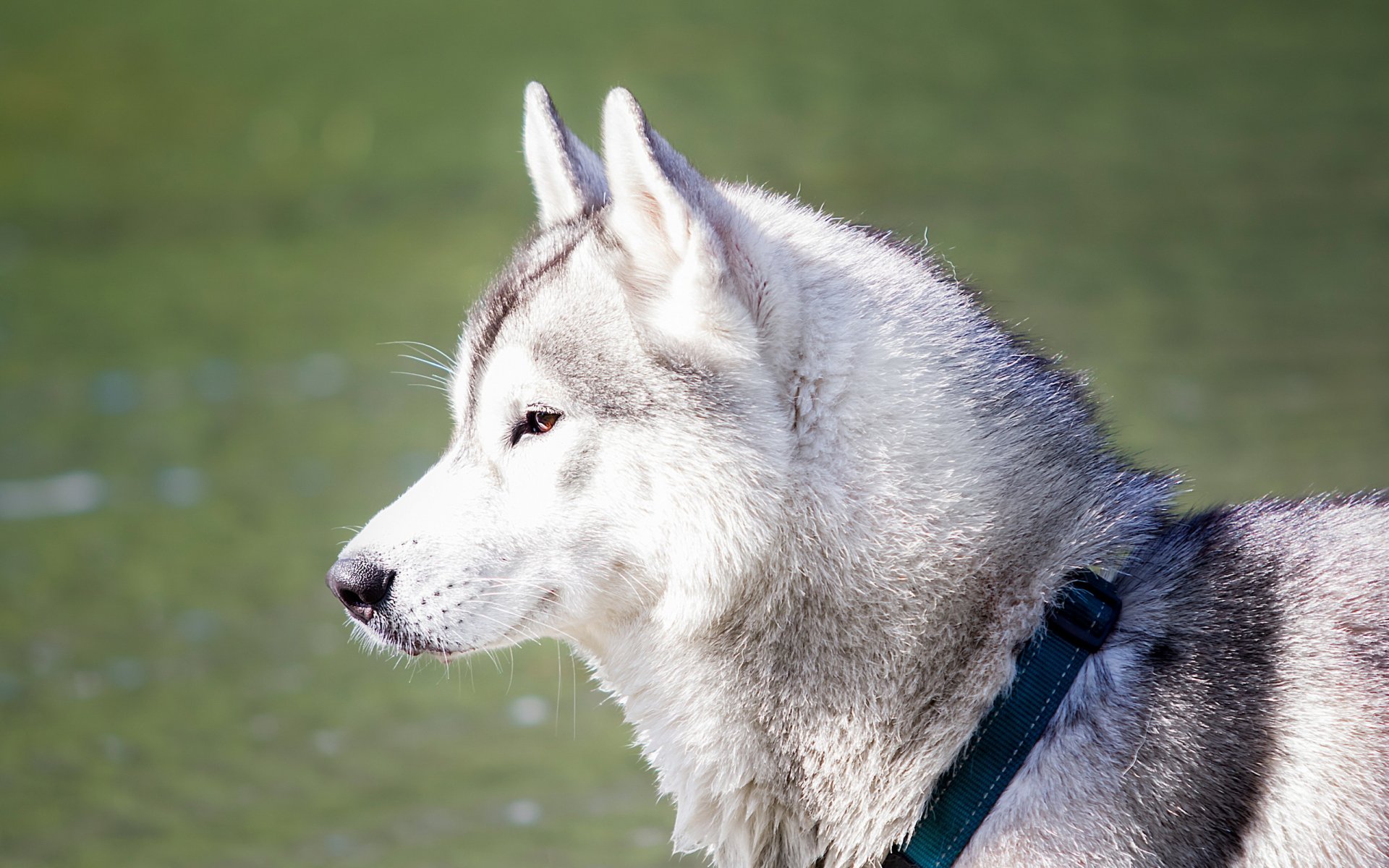 hund husky traum