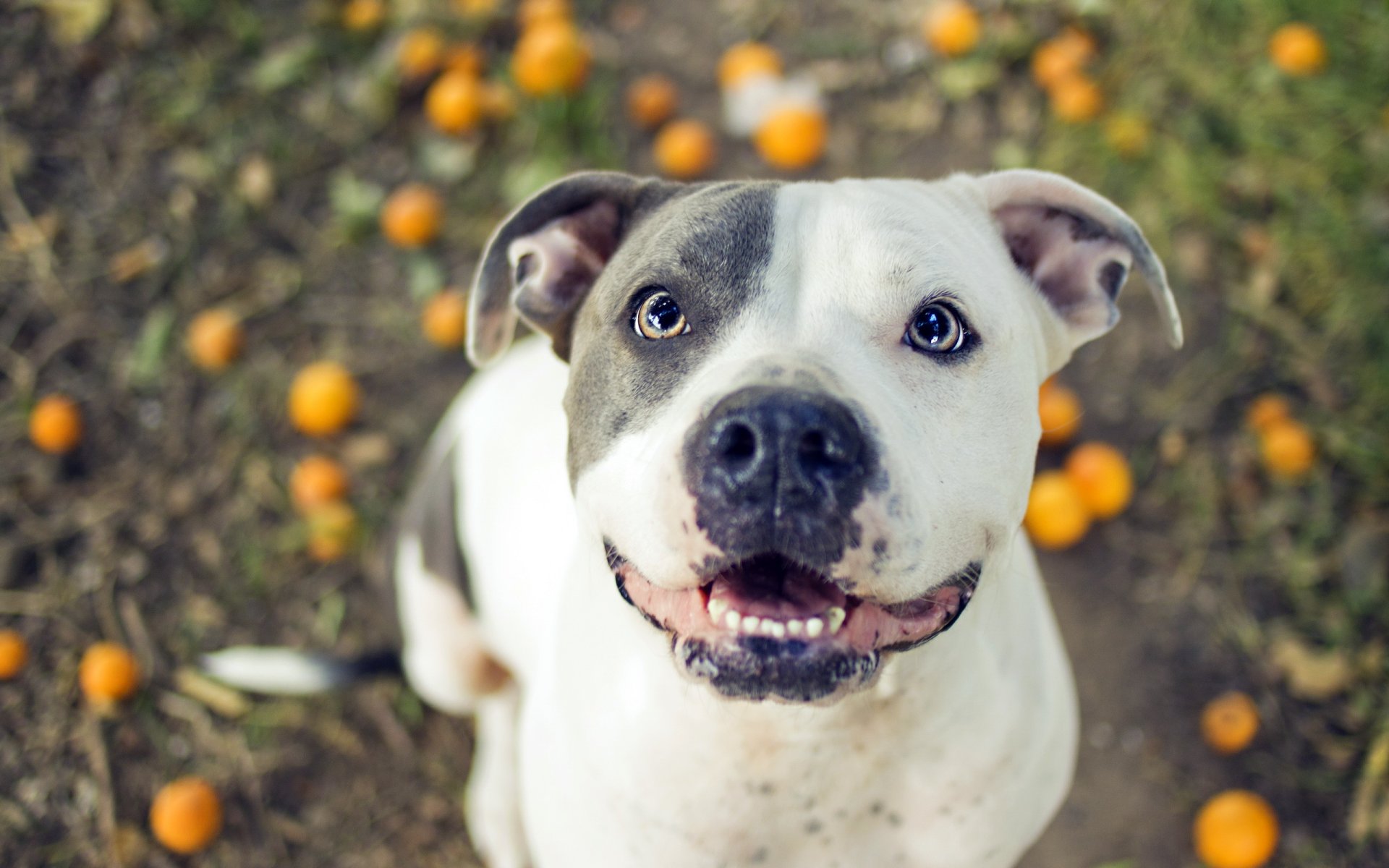 cane pitbull amico