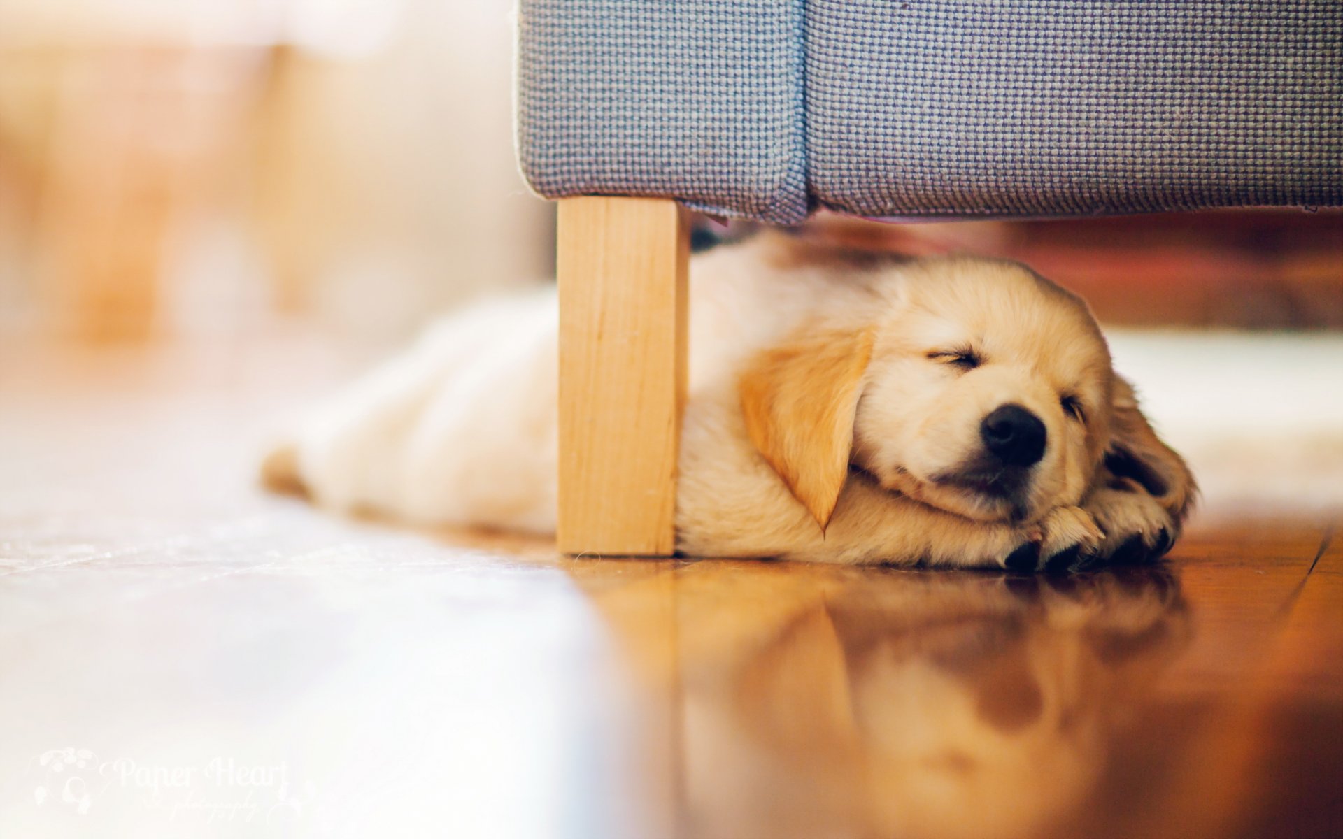 hund welpe retriever