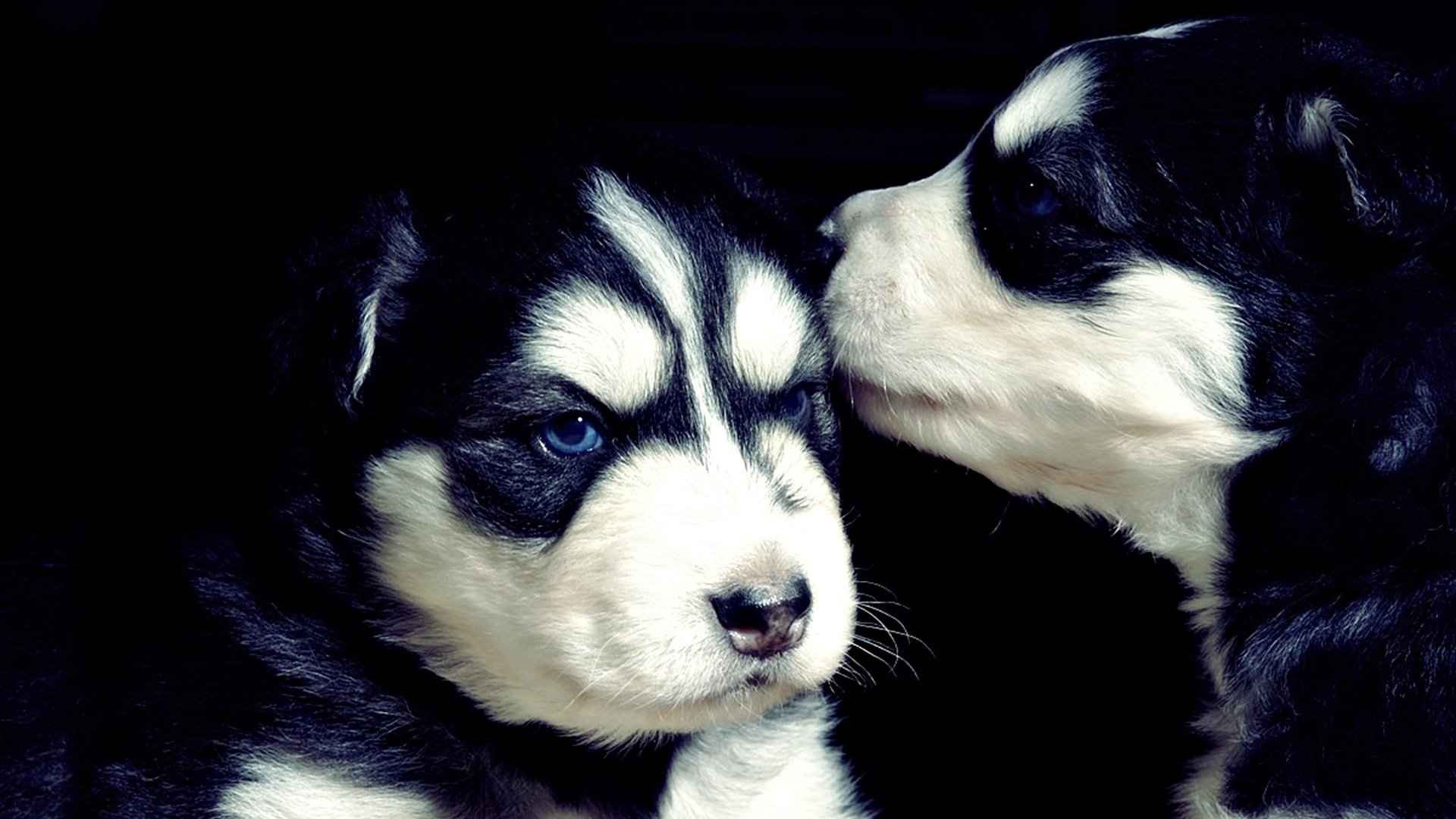 cuccioli husky