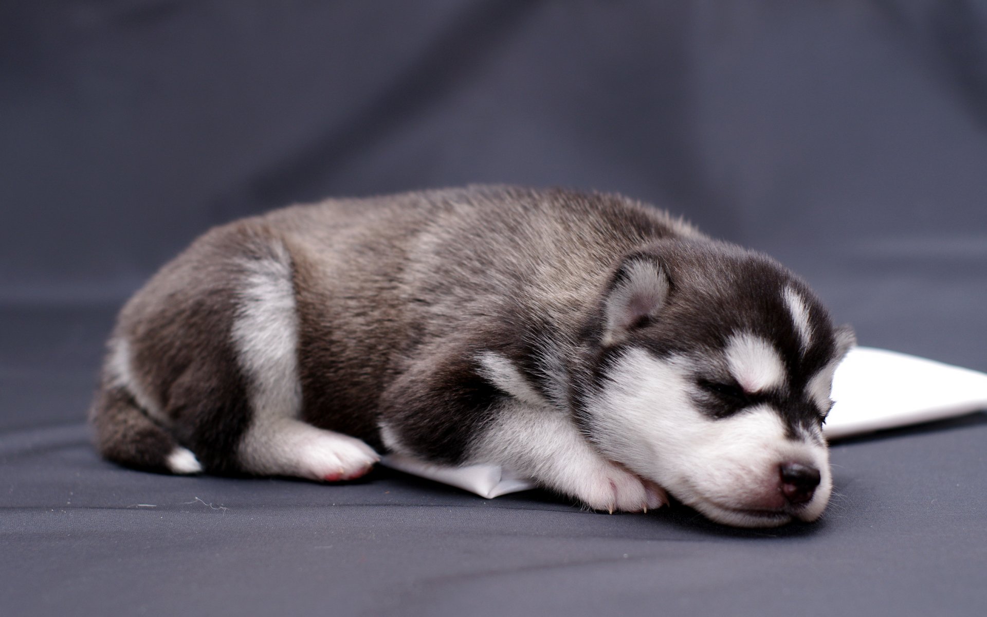 hund welpe hintergrund
