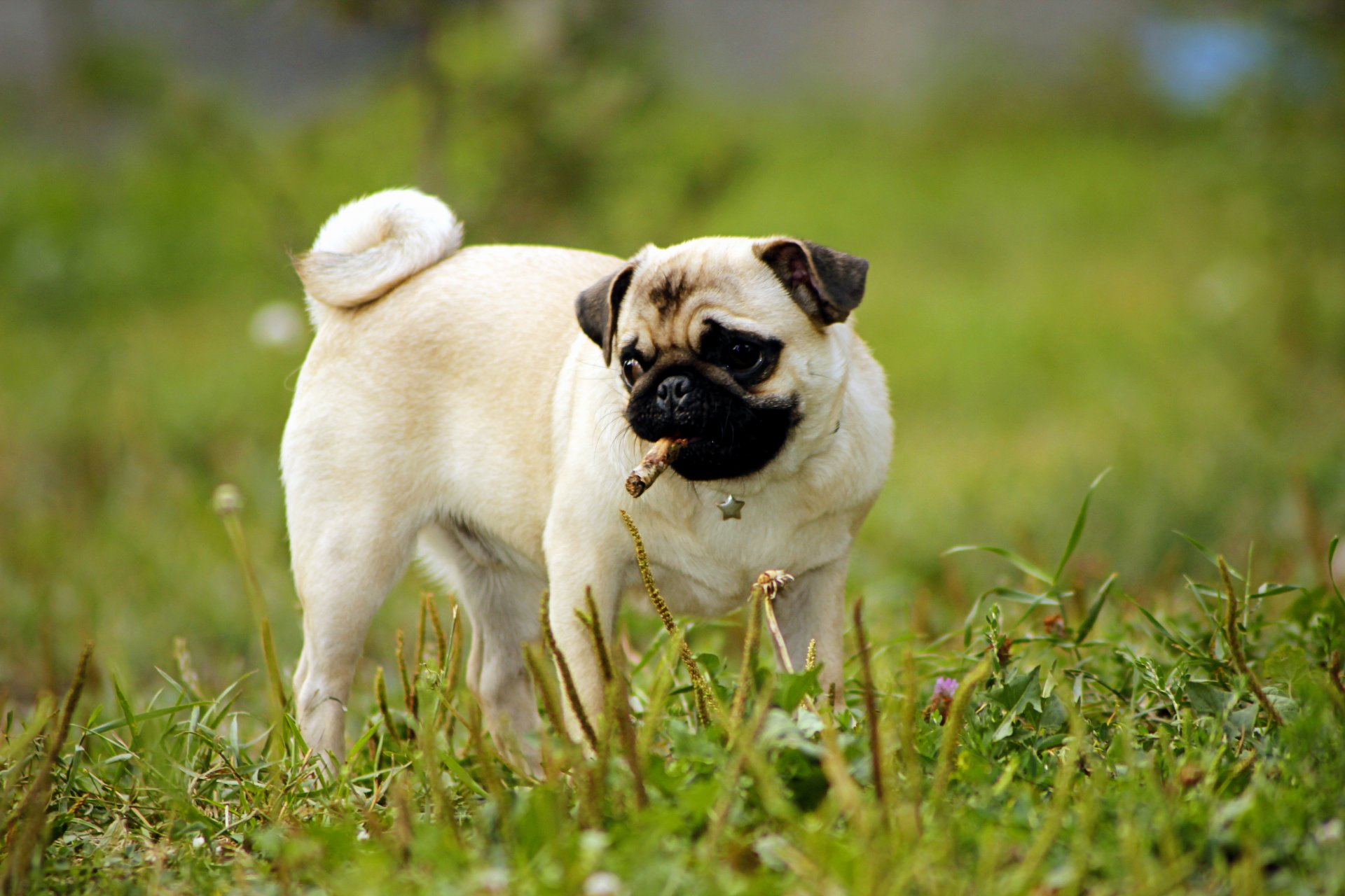 pug perro cachorro hierba vegetación