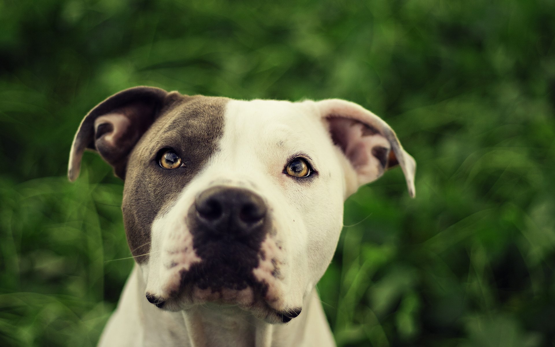 perro pit bull amigo