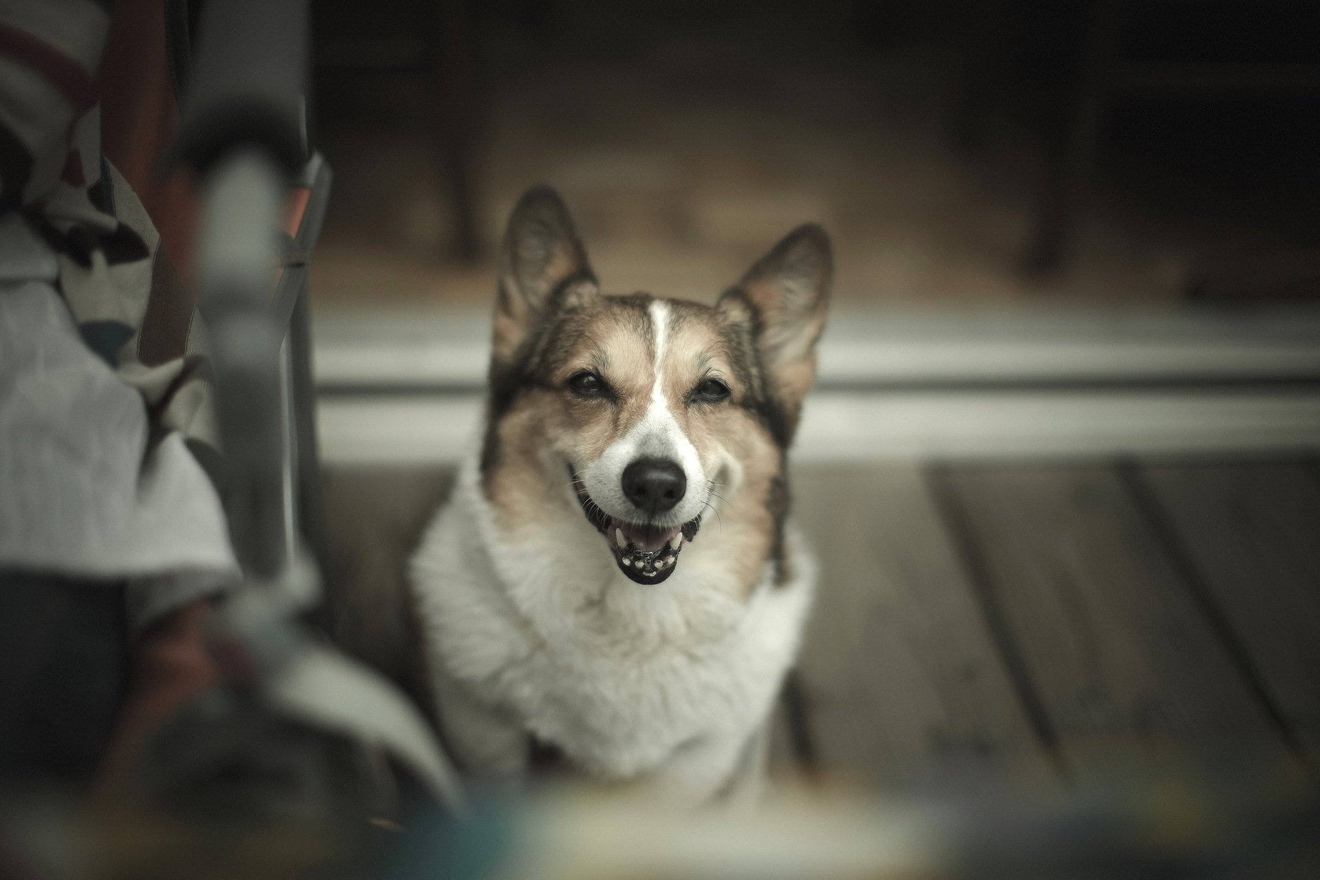 chien ami regard