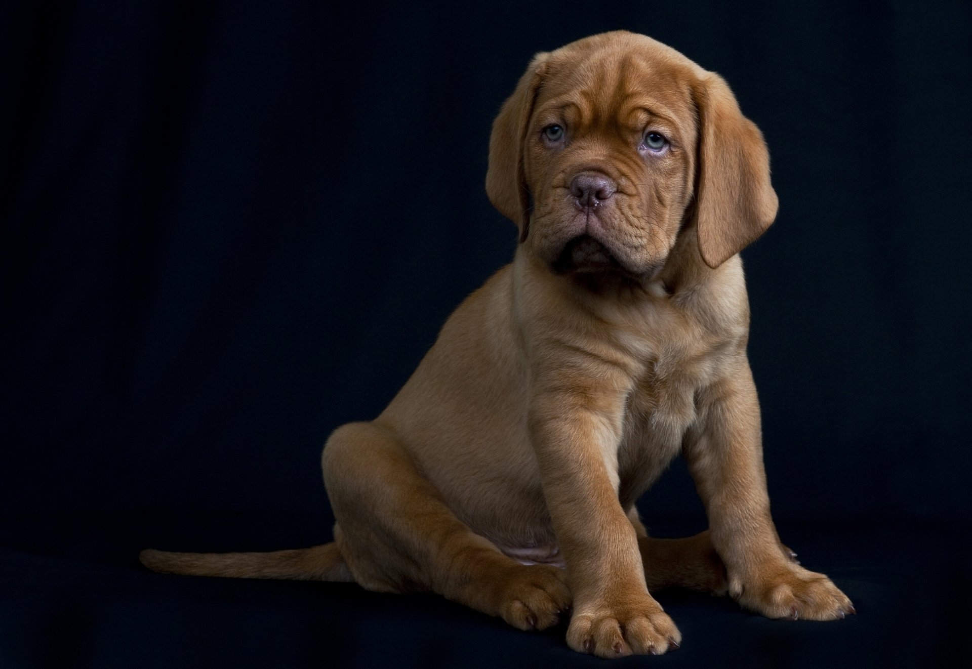 welpe hund