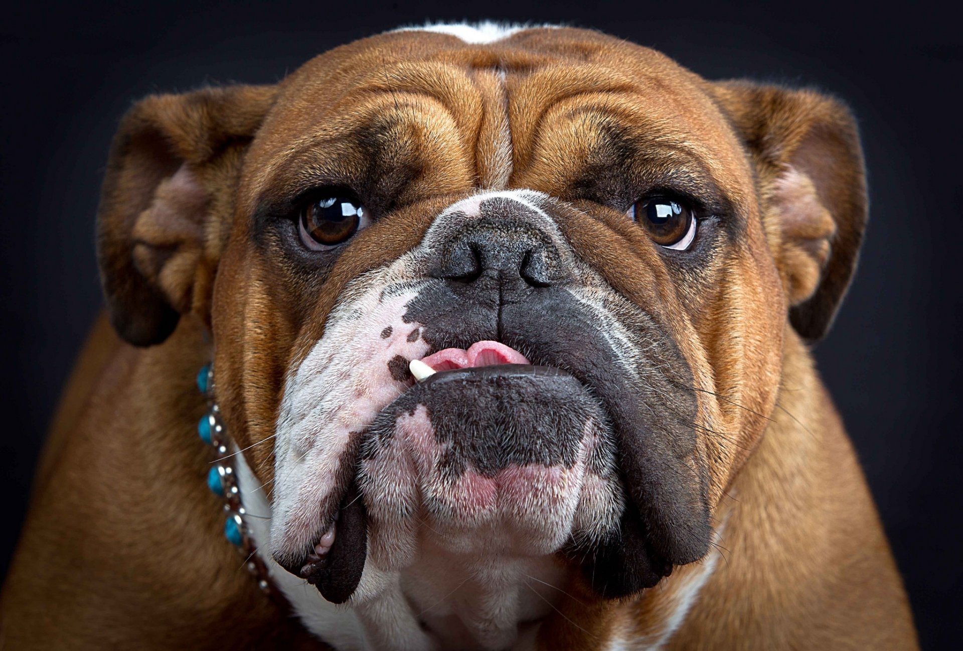 bouledogue museau langue