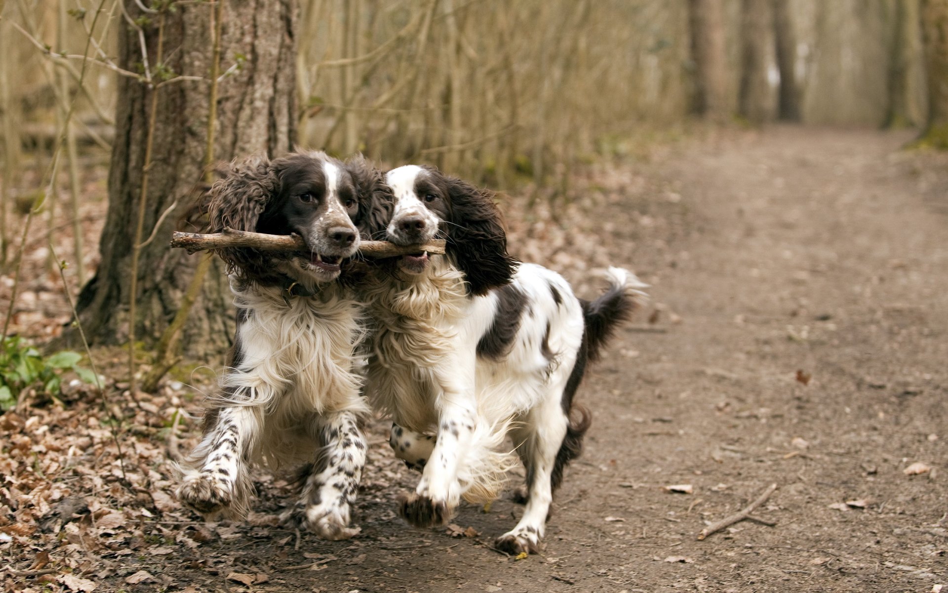 chiens amis promenade