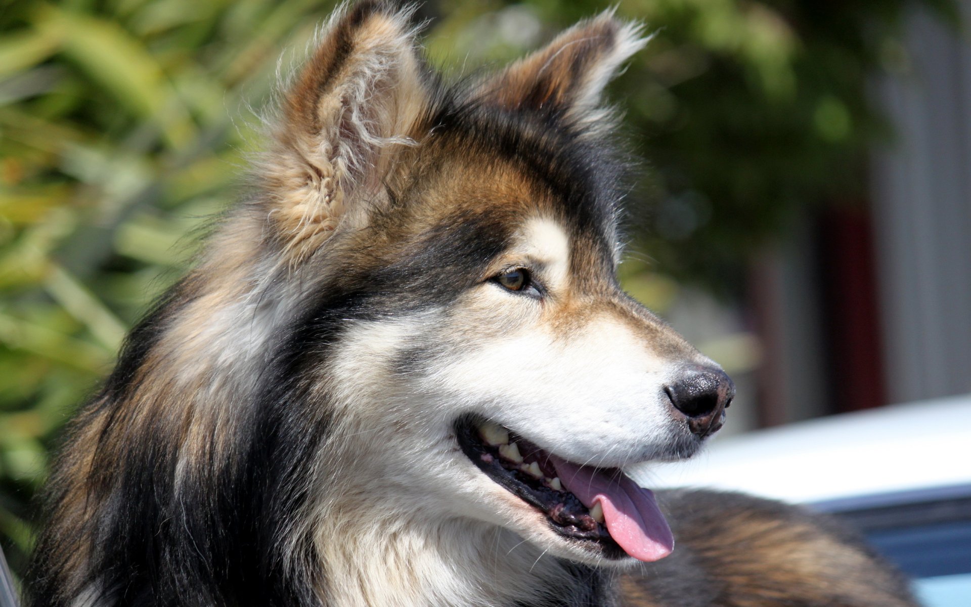 chien regard ami
