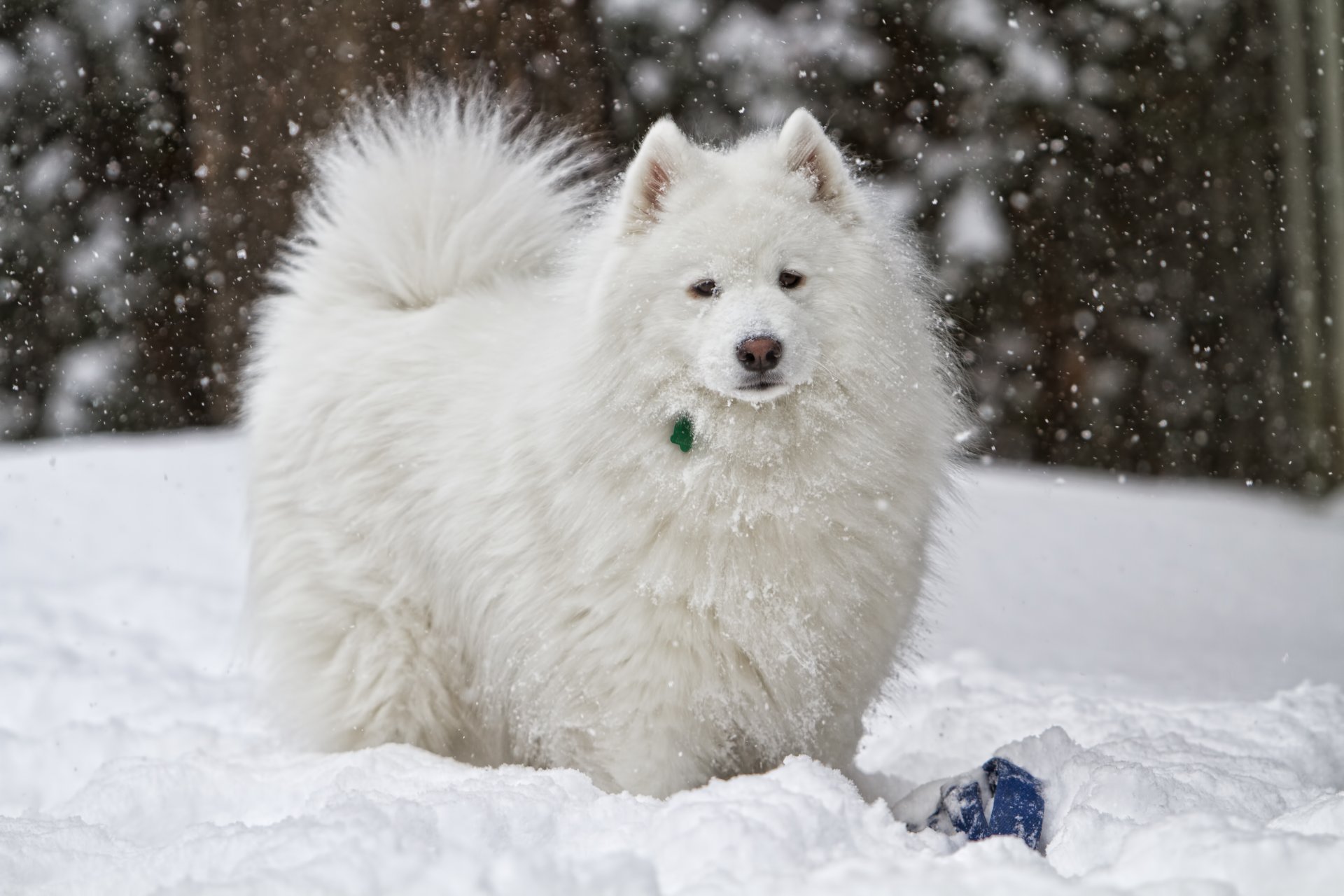 dog white snow winter