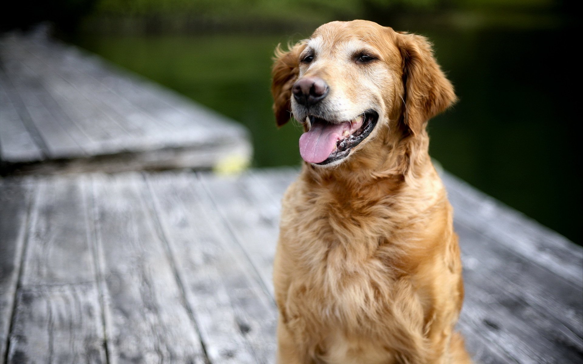 chien retriever fond