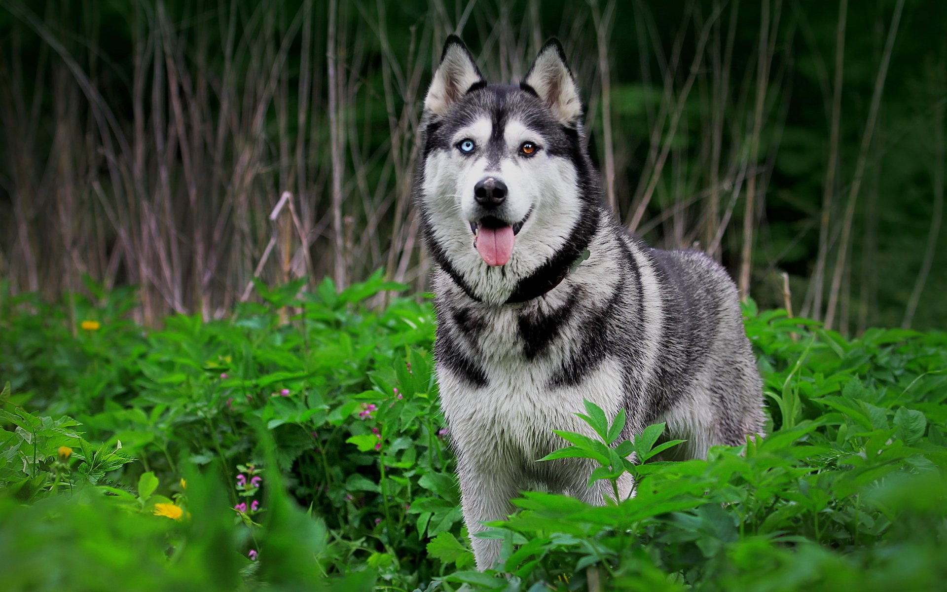 chien hask nature