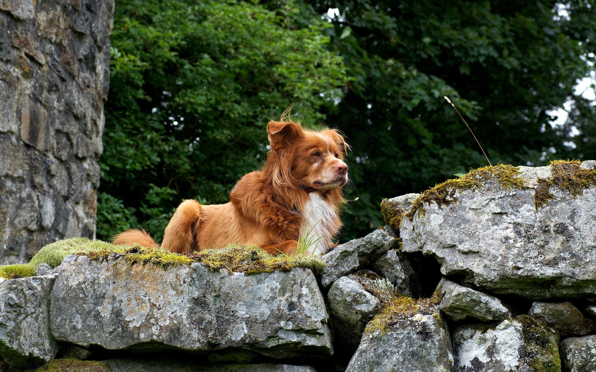 pies retriever natura
