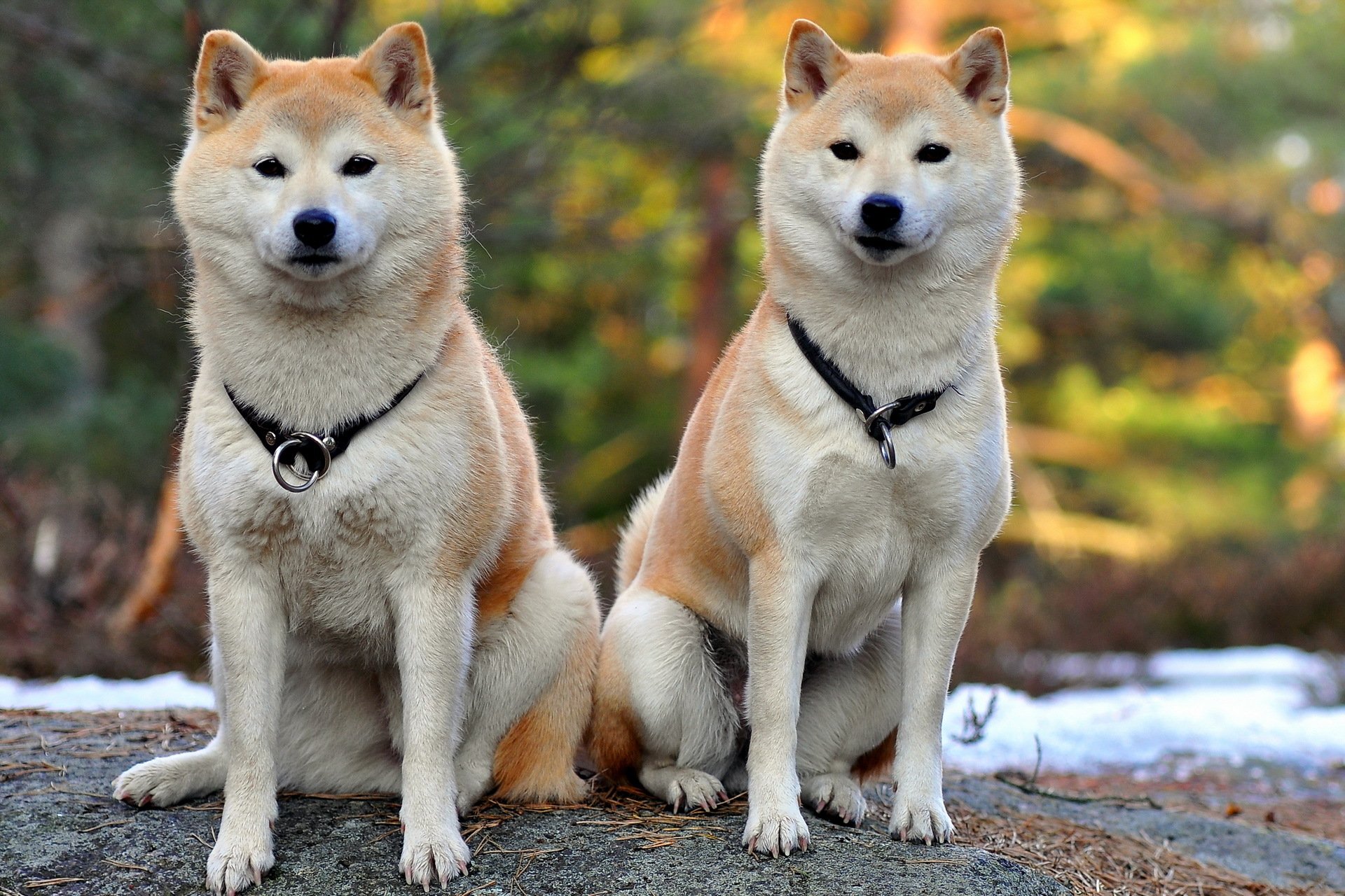 hunde freunde hintergrund