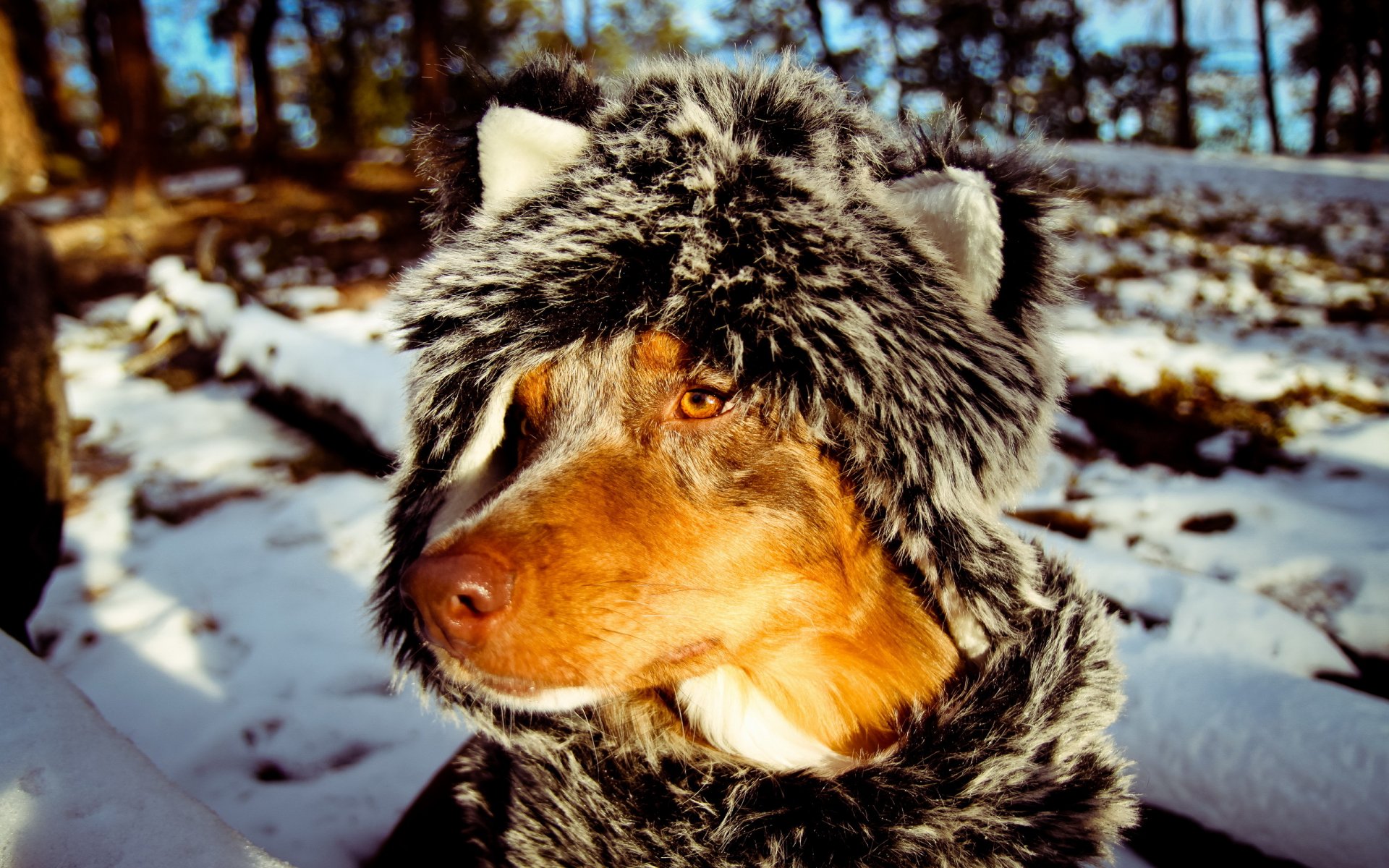 hund schal freund