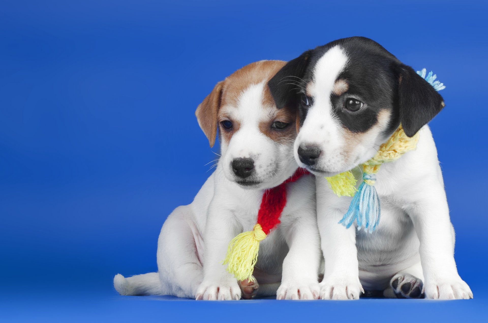 chiens chiots amis