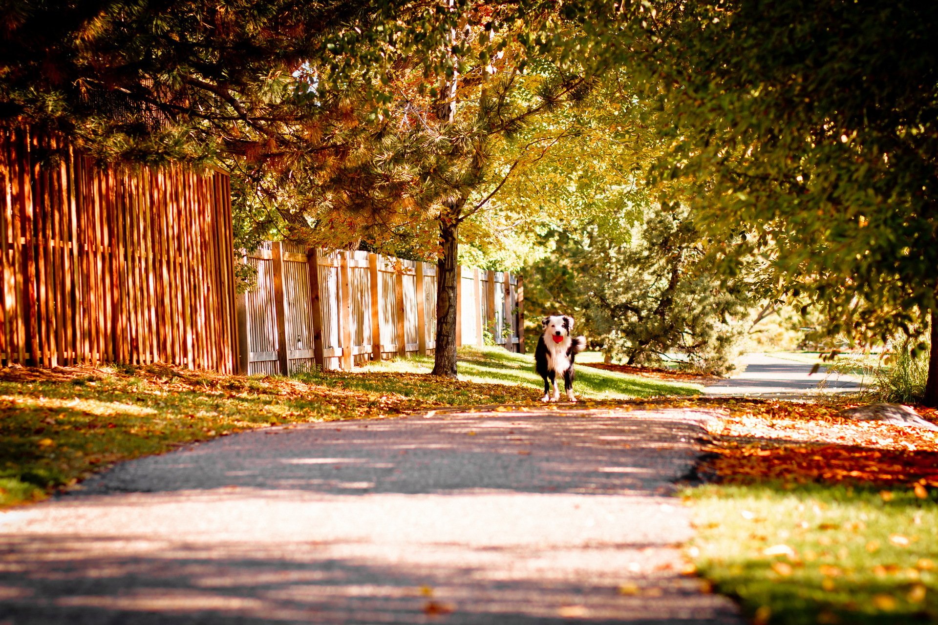 strada autunno cane