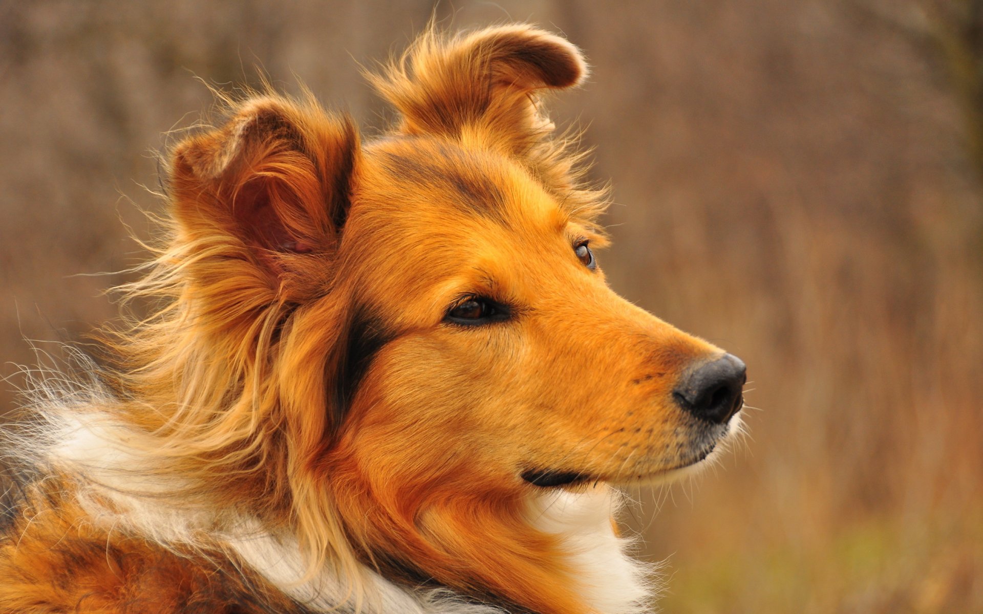 hund blick freund