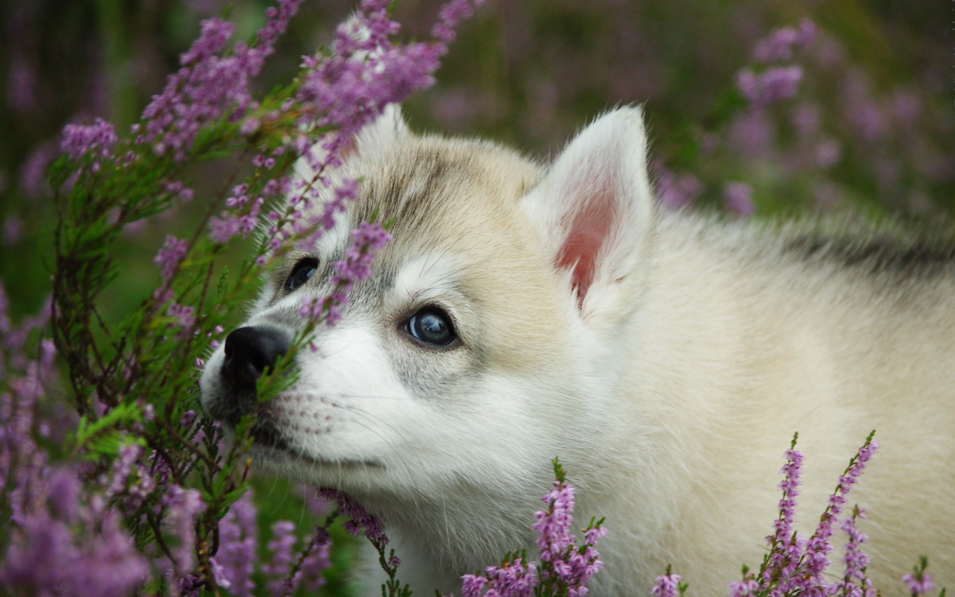 hund welpe blumen