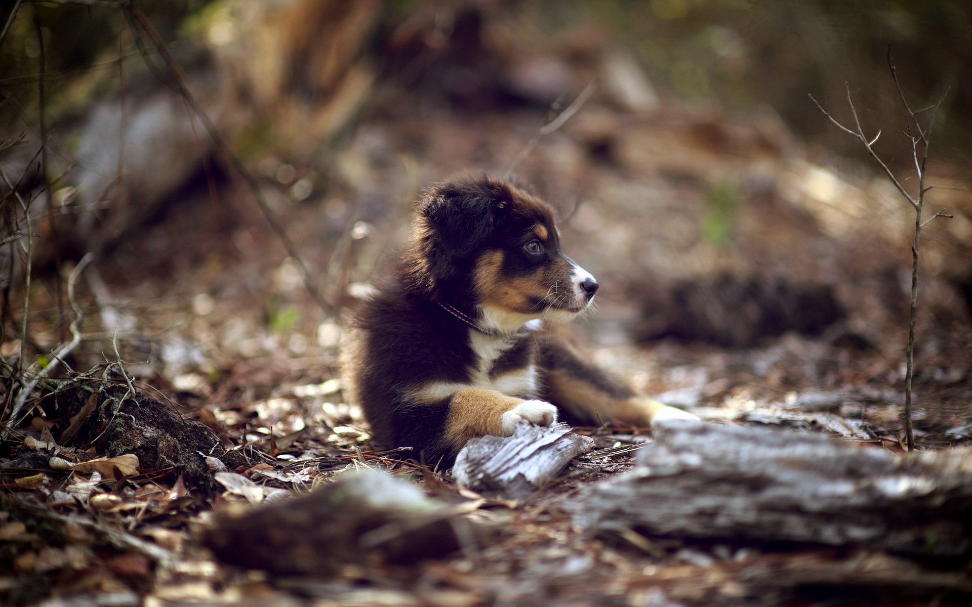 dog puppy nature