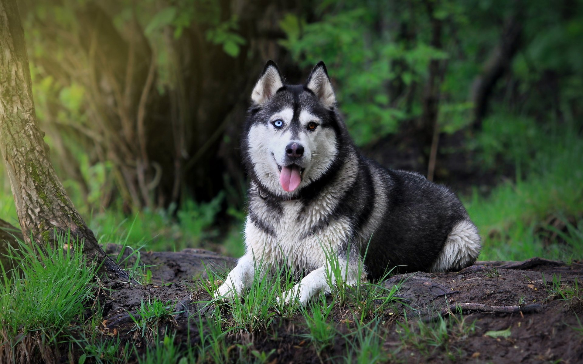husk siberiano perro mirada